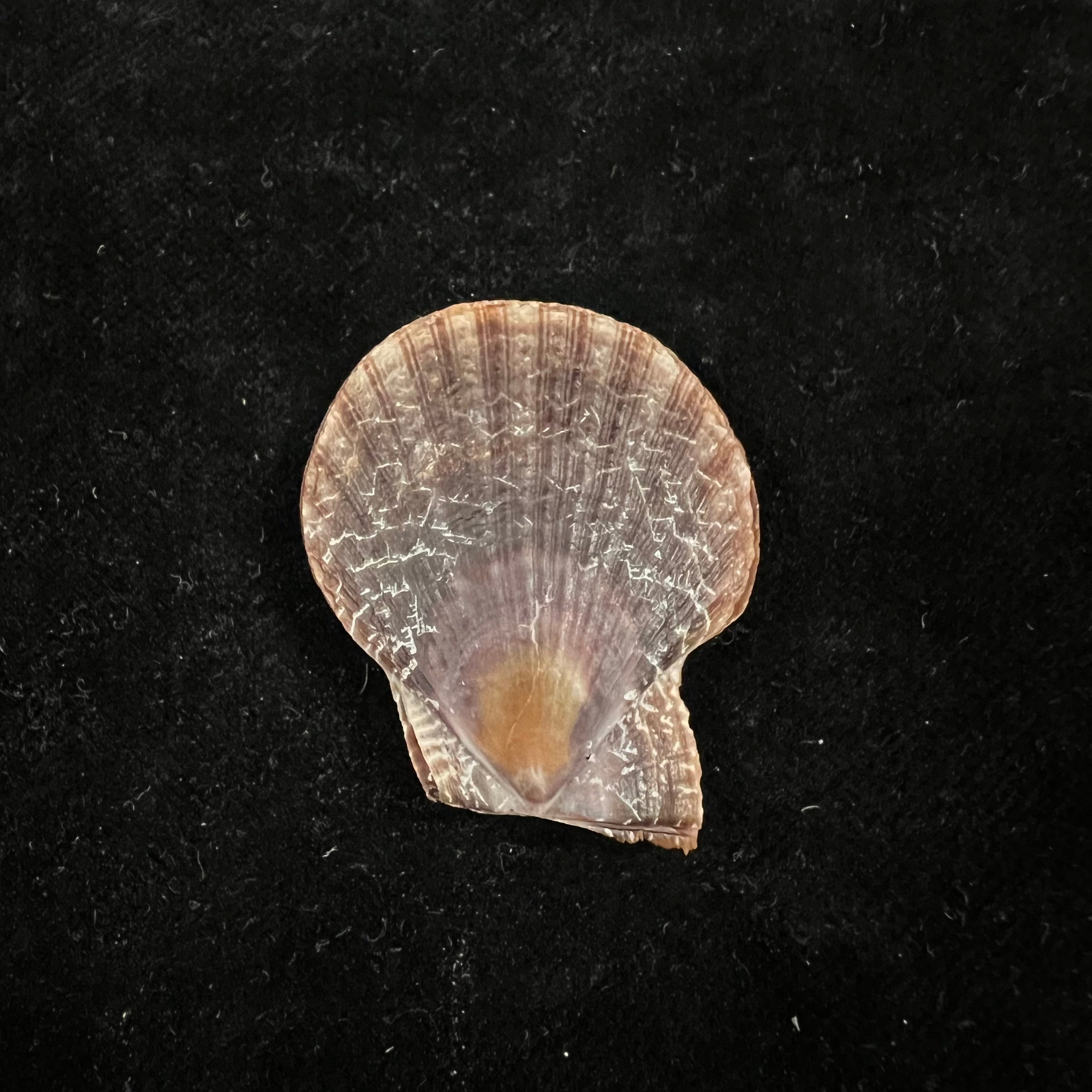 Laevichlamys squamosa (Gmelin, 1791) - 35,5毫米