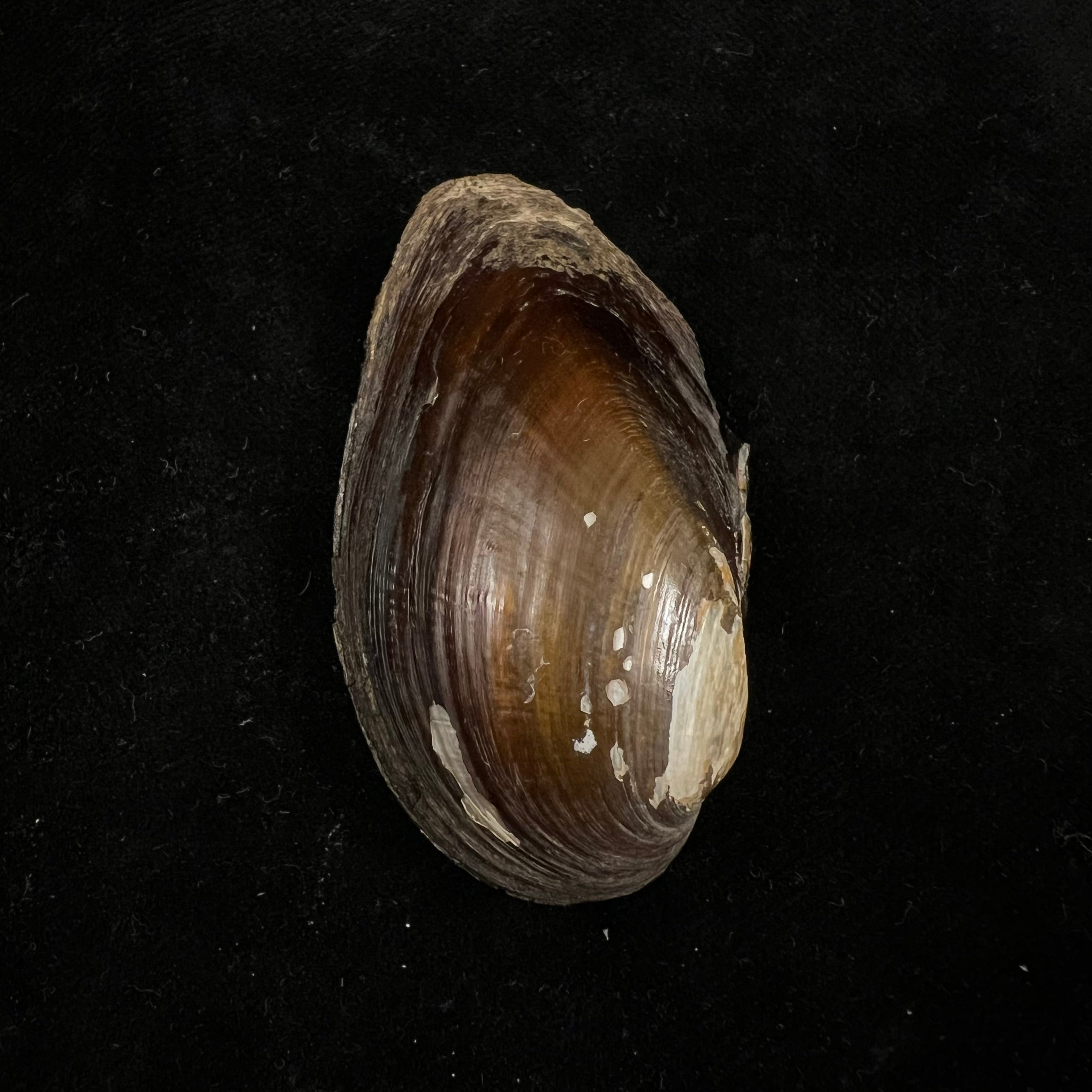 Elliptio jayensis (I. Lea, 1838) - 56,5毫米