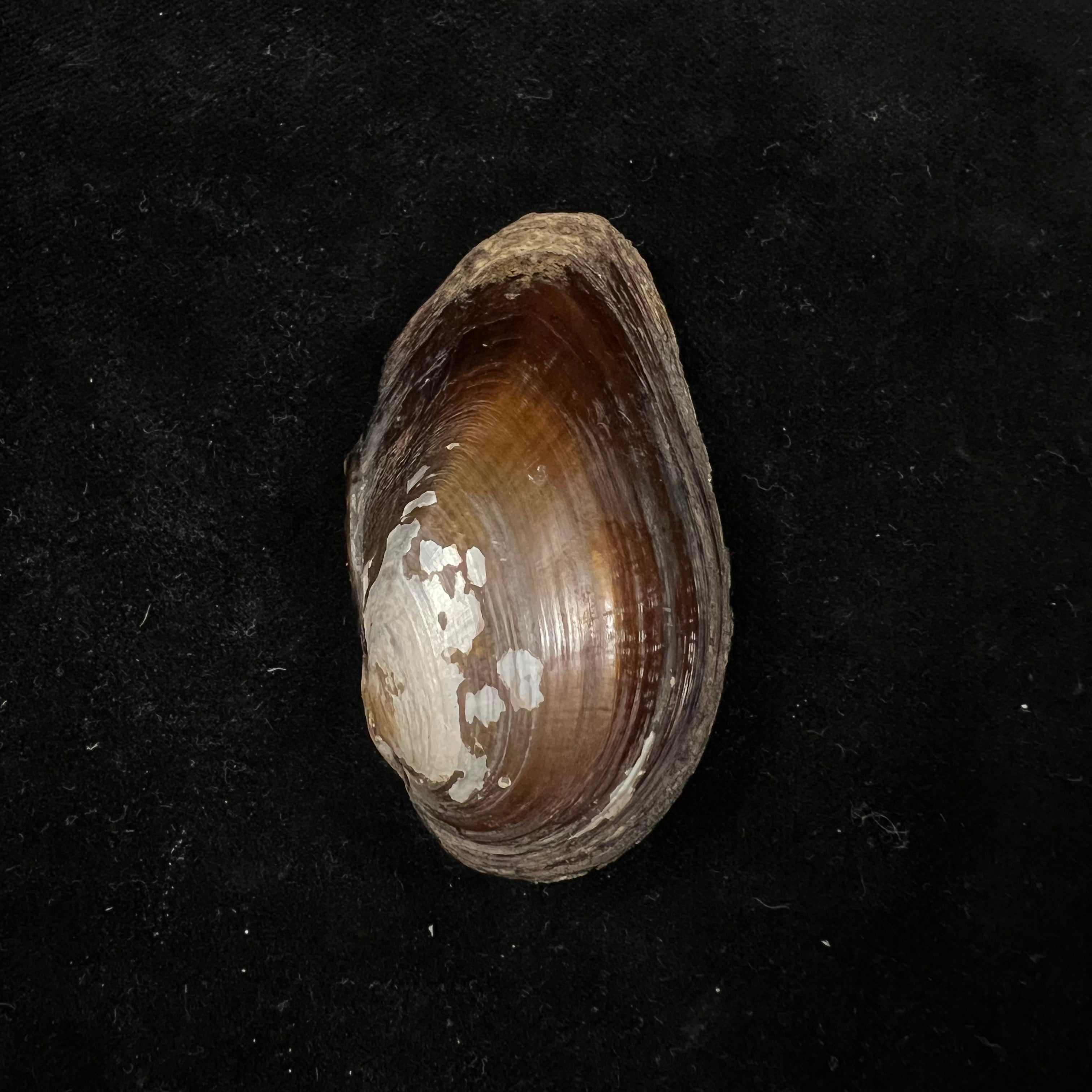 Elliptio jayensis (I. Lea, 1838) - 56,5毫米