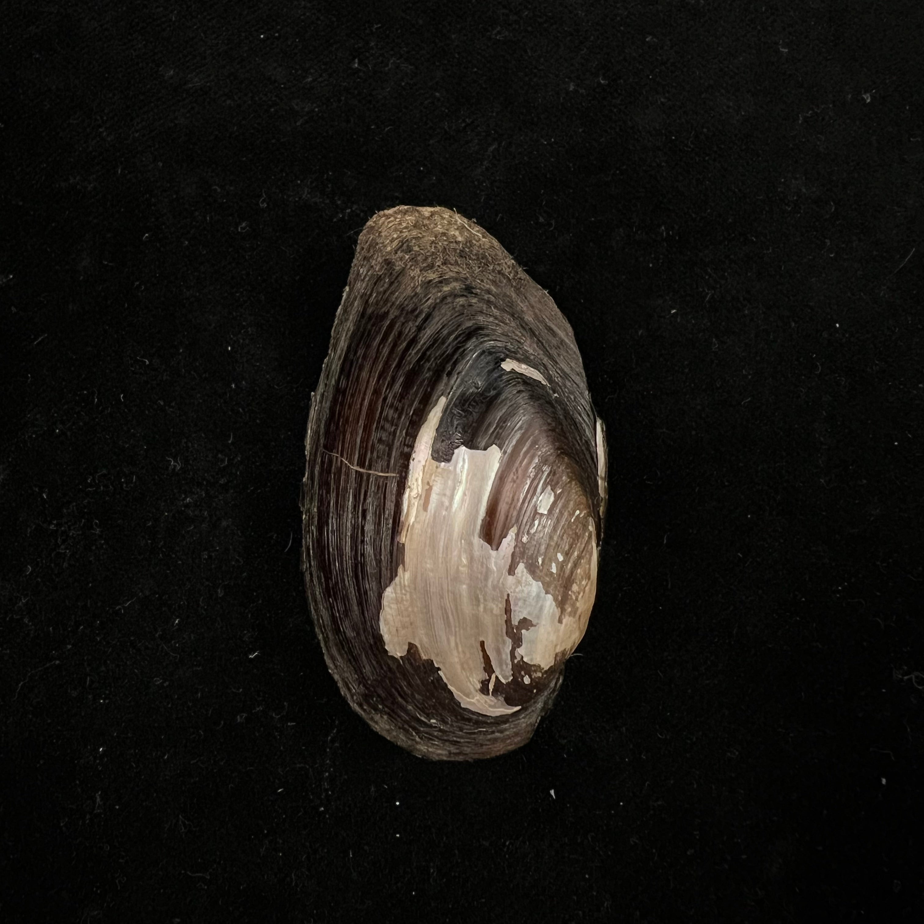 Elliptio jayensis (I. Lea, 1838) - 54,8毫米