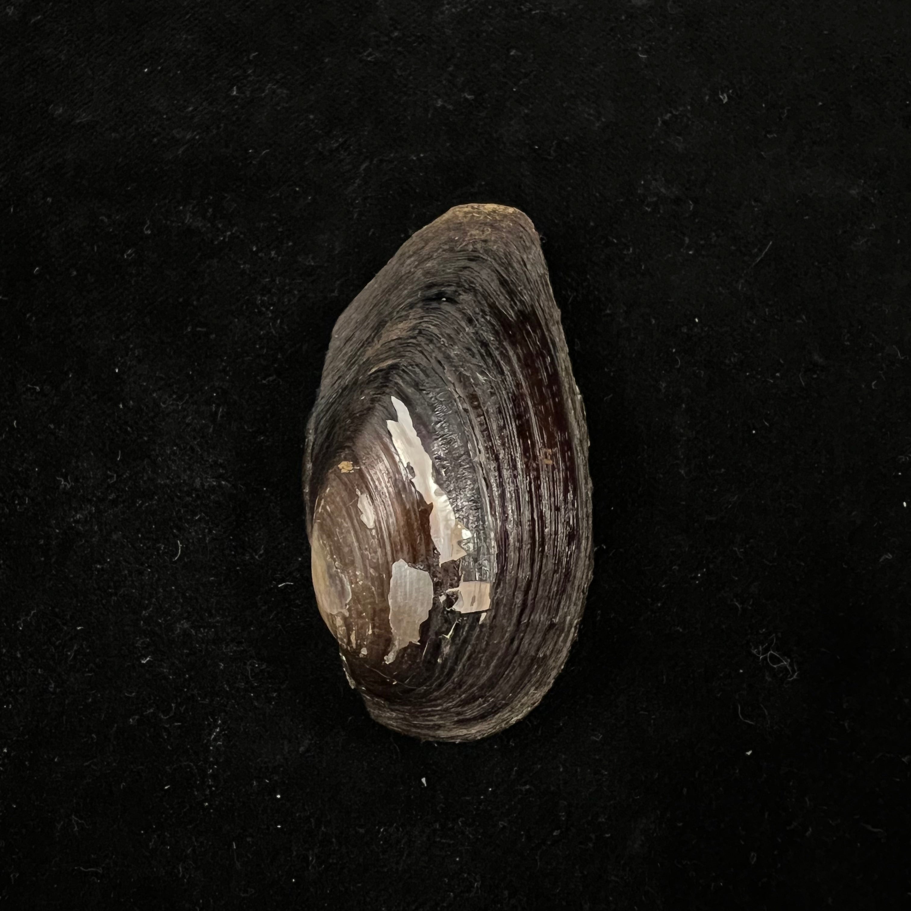 Elliptio jayensis (I. Lea, 1838) - 54,8毫米