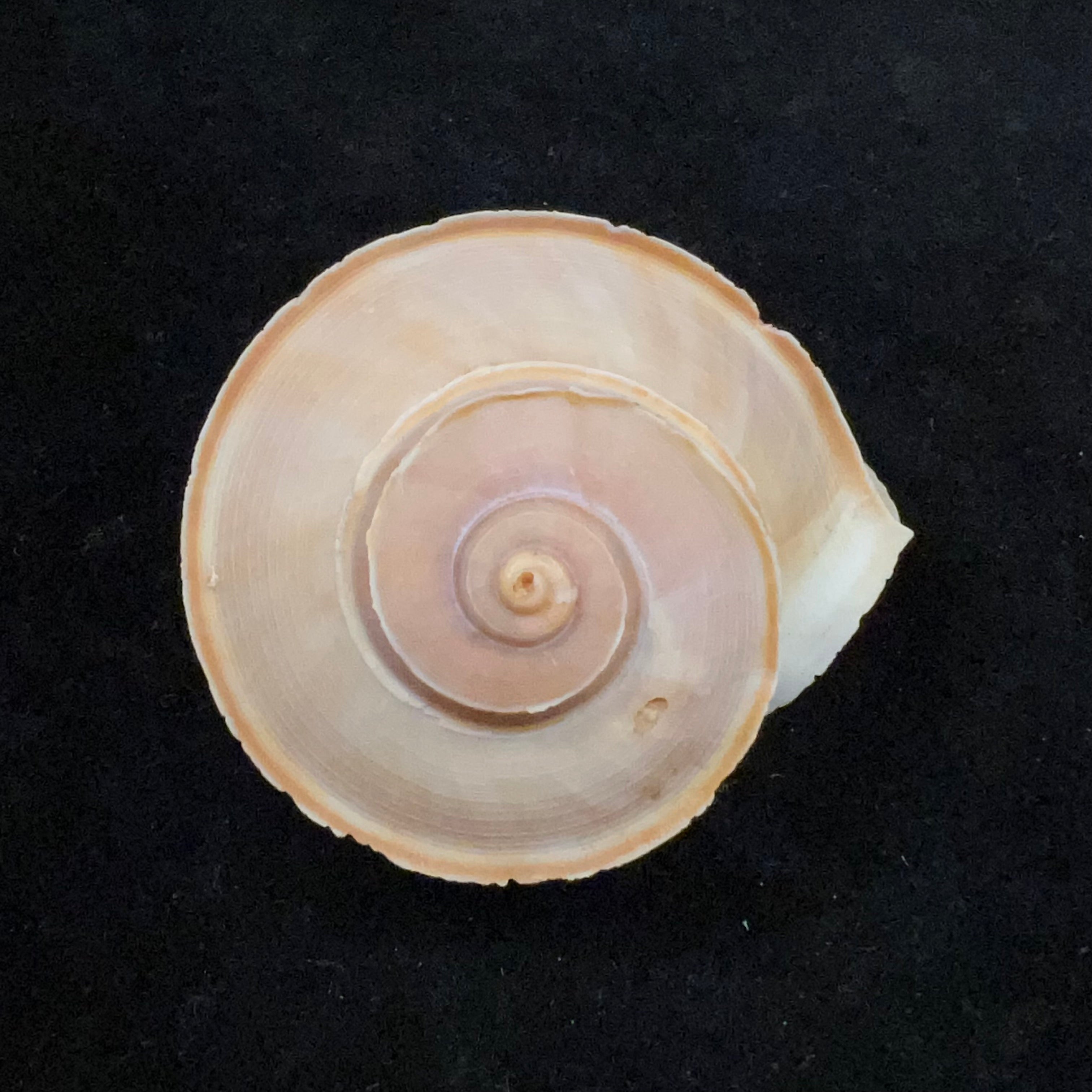 Tropidophora cuvieriana (Petit de la Saussaye, 1841) - 60mm