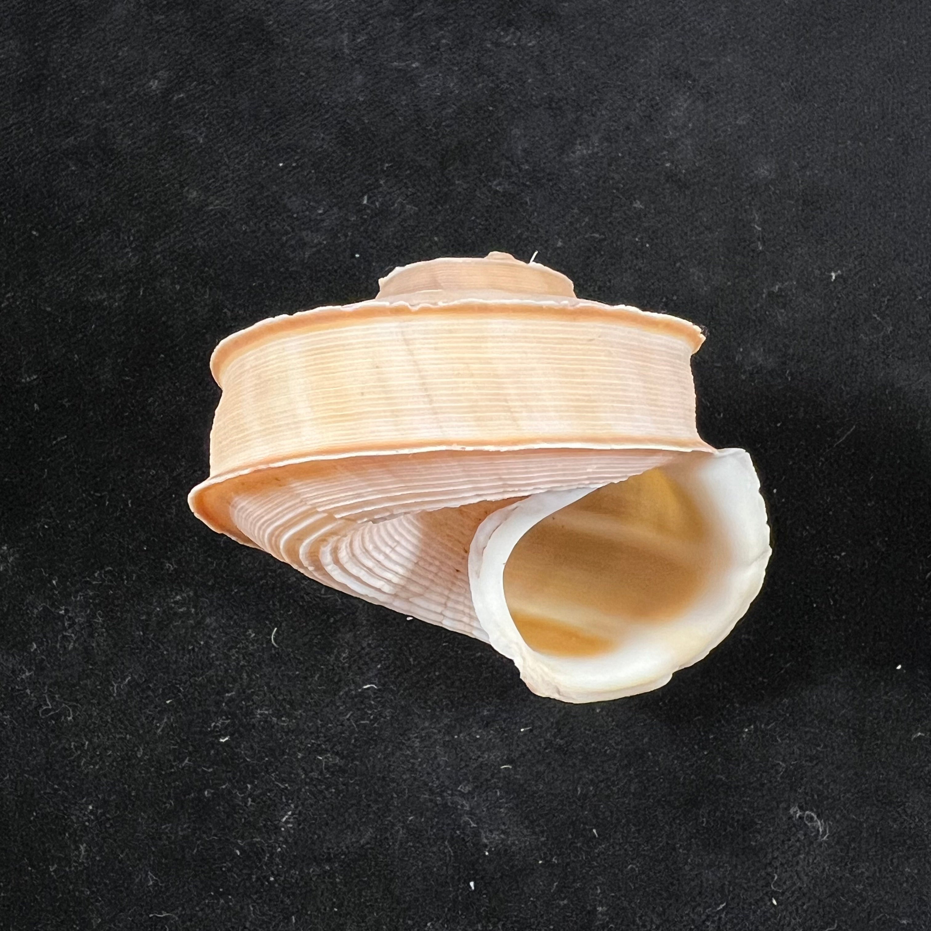 Tropidophora cuvieriana (Petit de la Saussaye, 1841) - 60mm