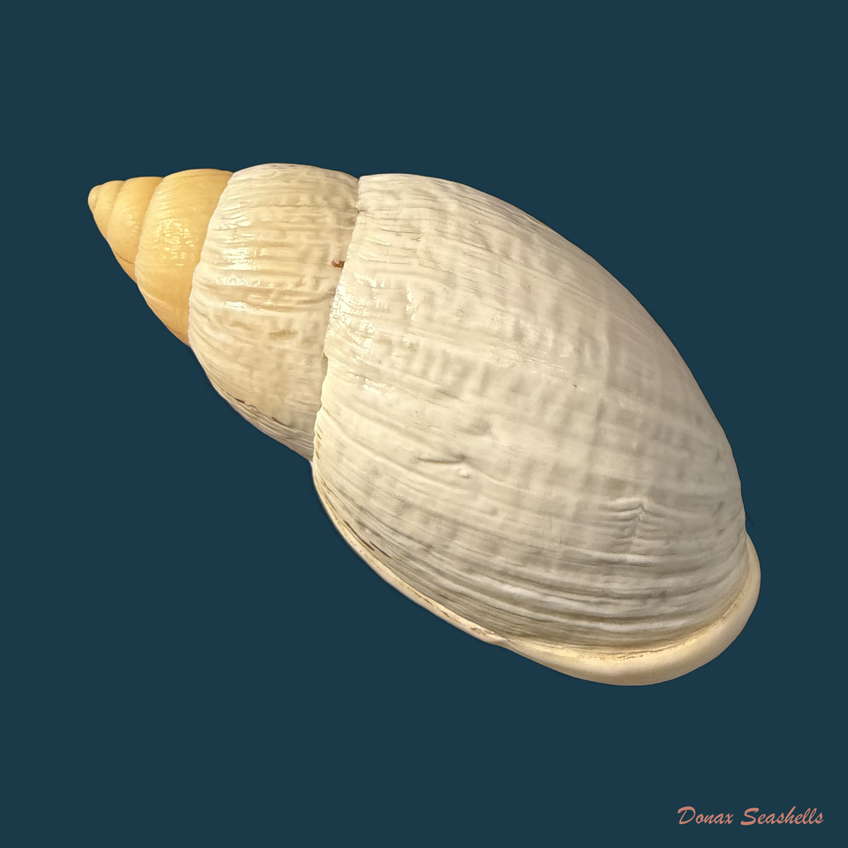 Placostylus bovinus Bruguière,1784 - 60,3mm
