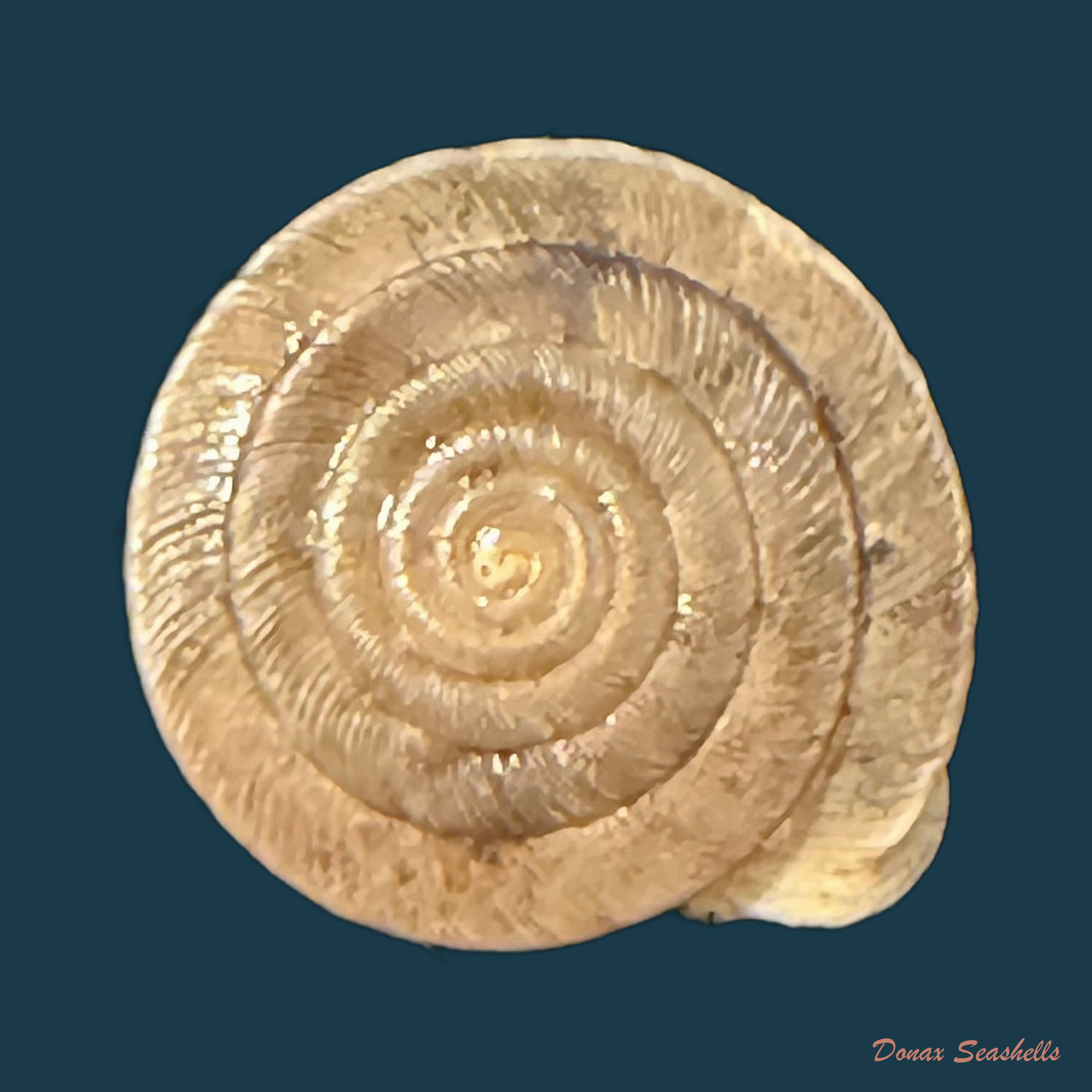 Lindholmiola lens (Ferussac, 1821) - 11,5mm