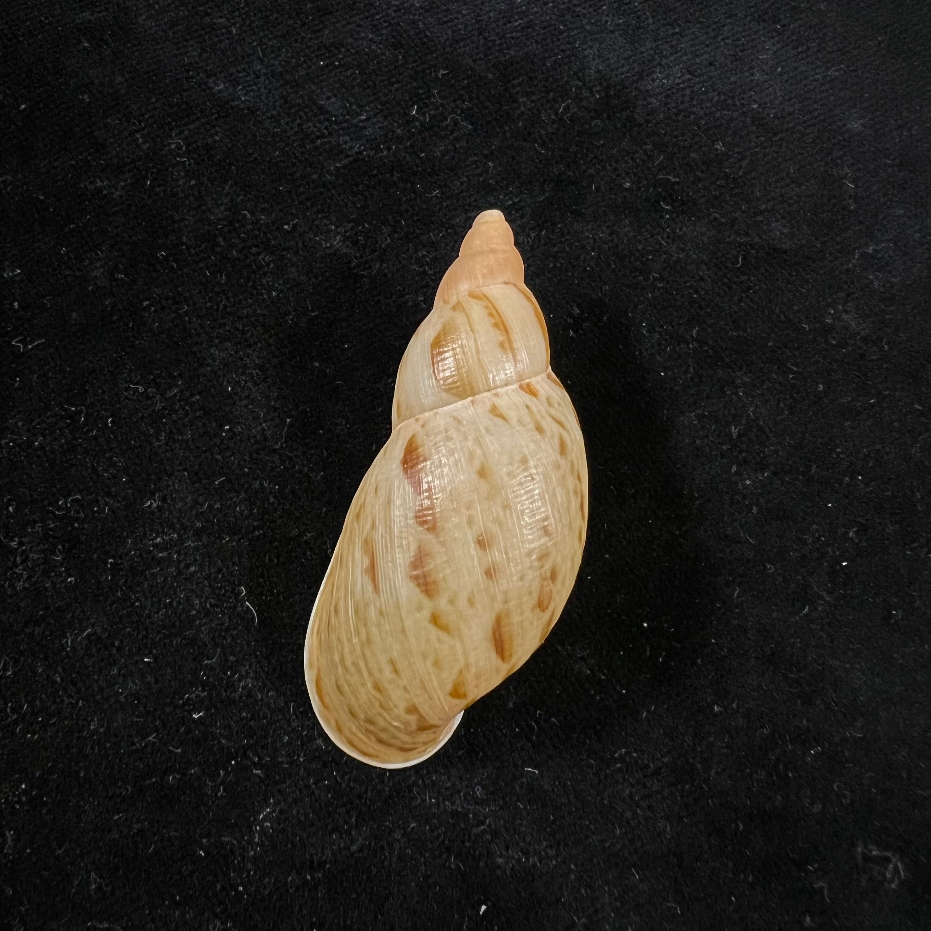 Eumecostylus hargravesi (JC Cox, 1871) - 54,6毫米