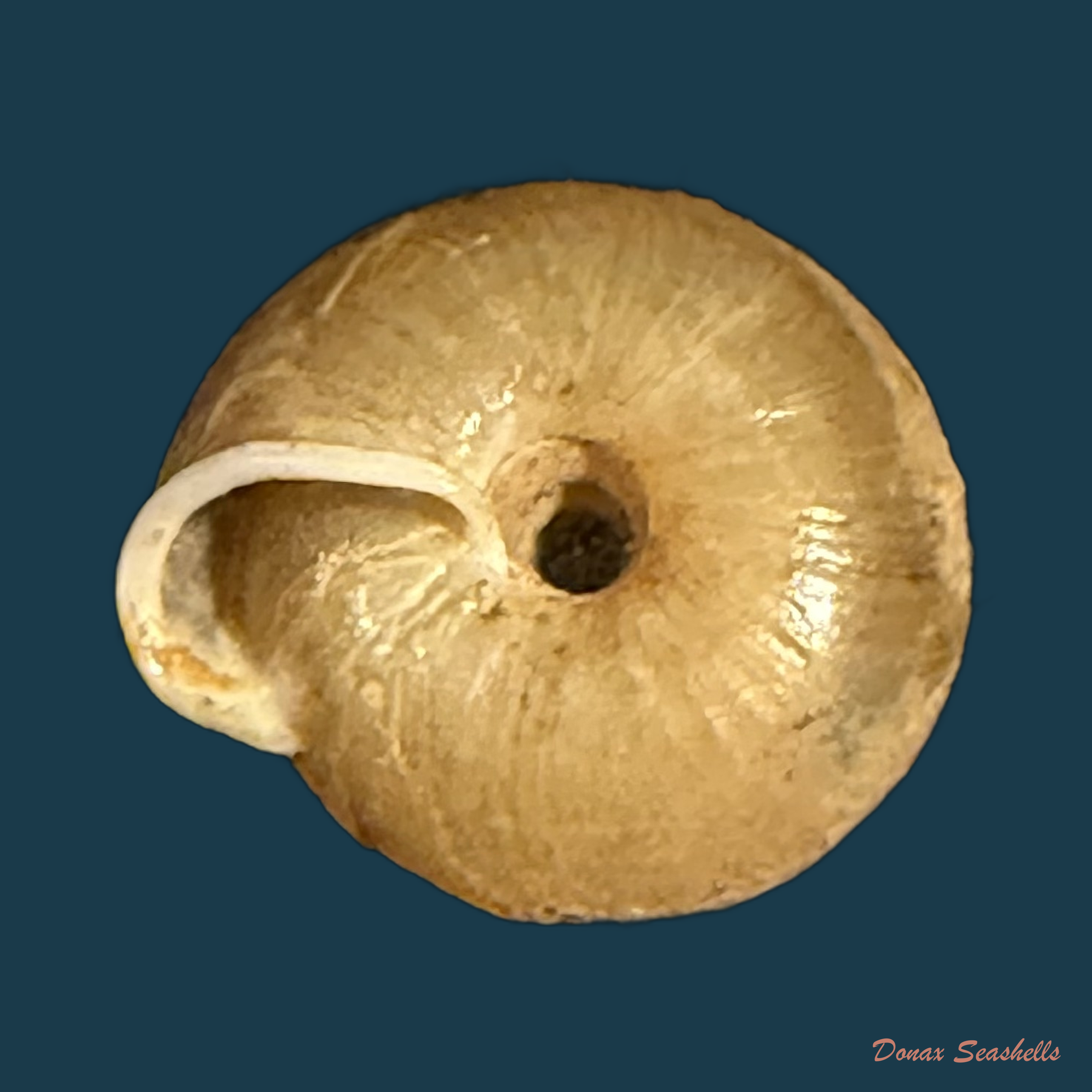 Lindholmiola lens (Ferussac, 1821) - 11,8mm