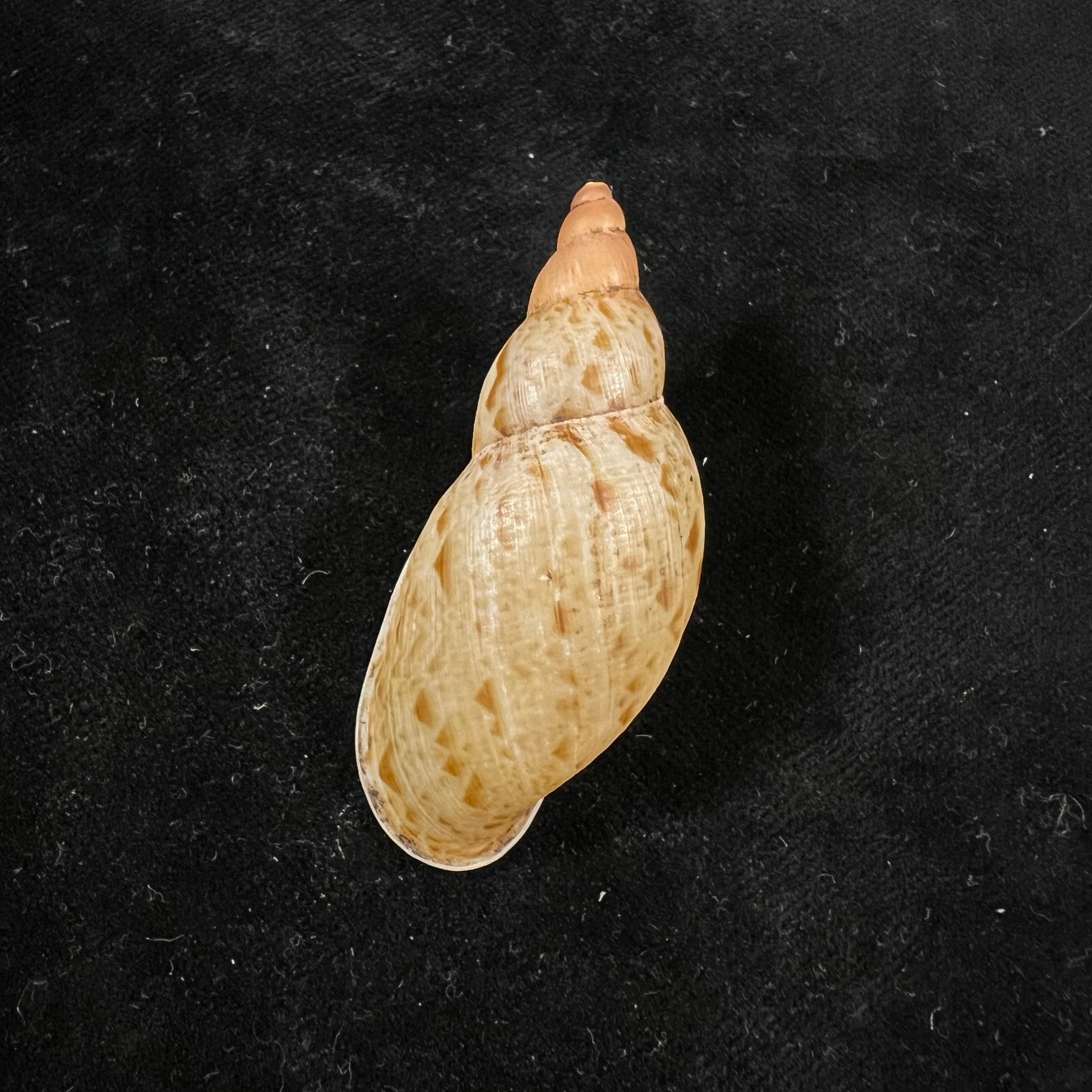Eumecostylus hargravesi (JC Cox, 1871) - 57,1毫米
