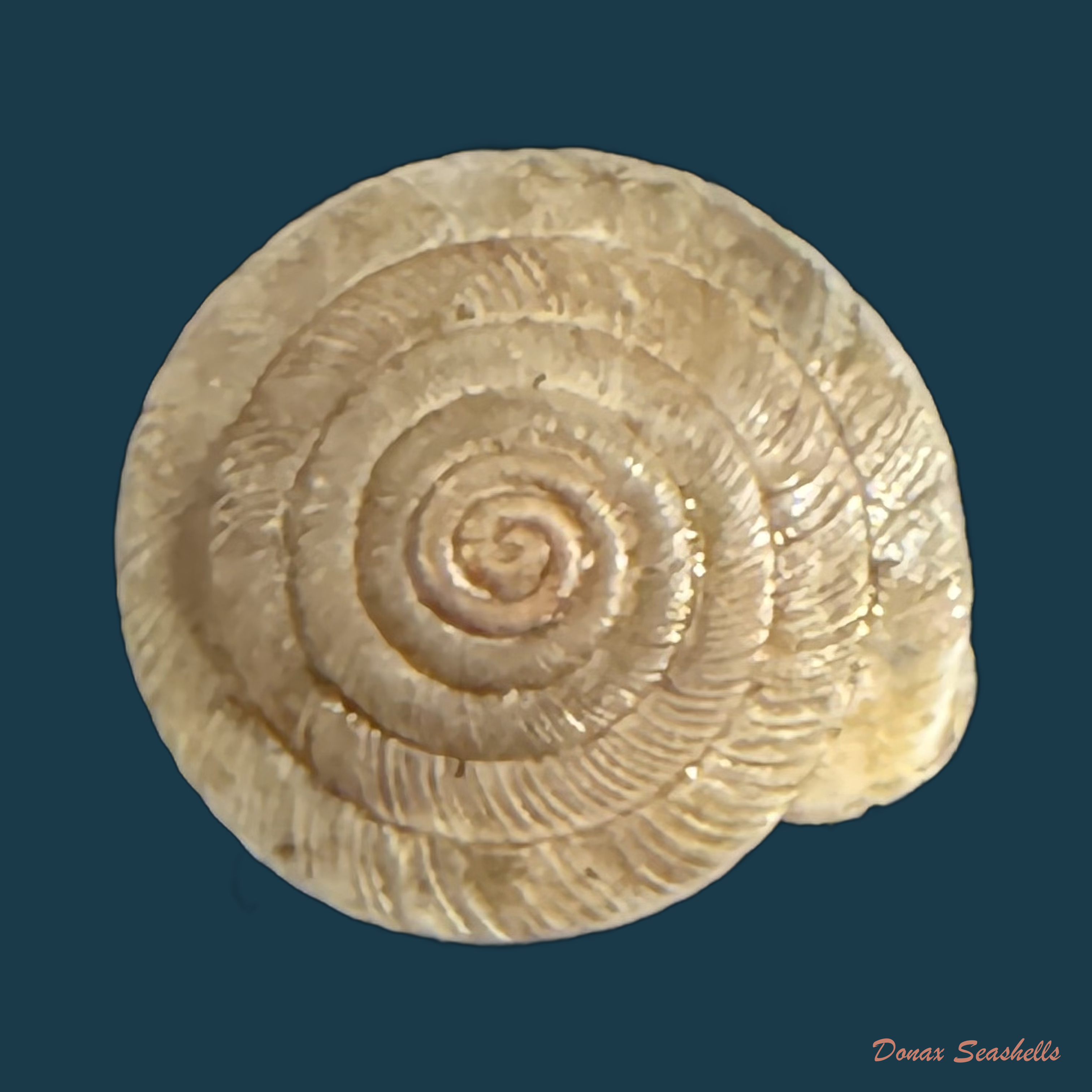Lindholmiola lens (Ferussac, 1821) - 12,2mm