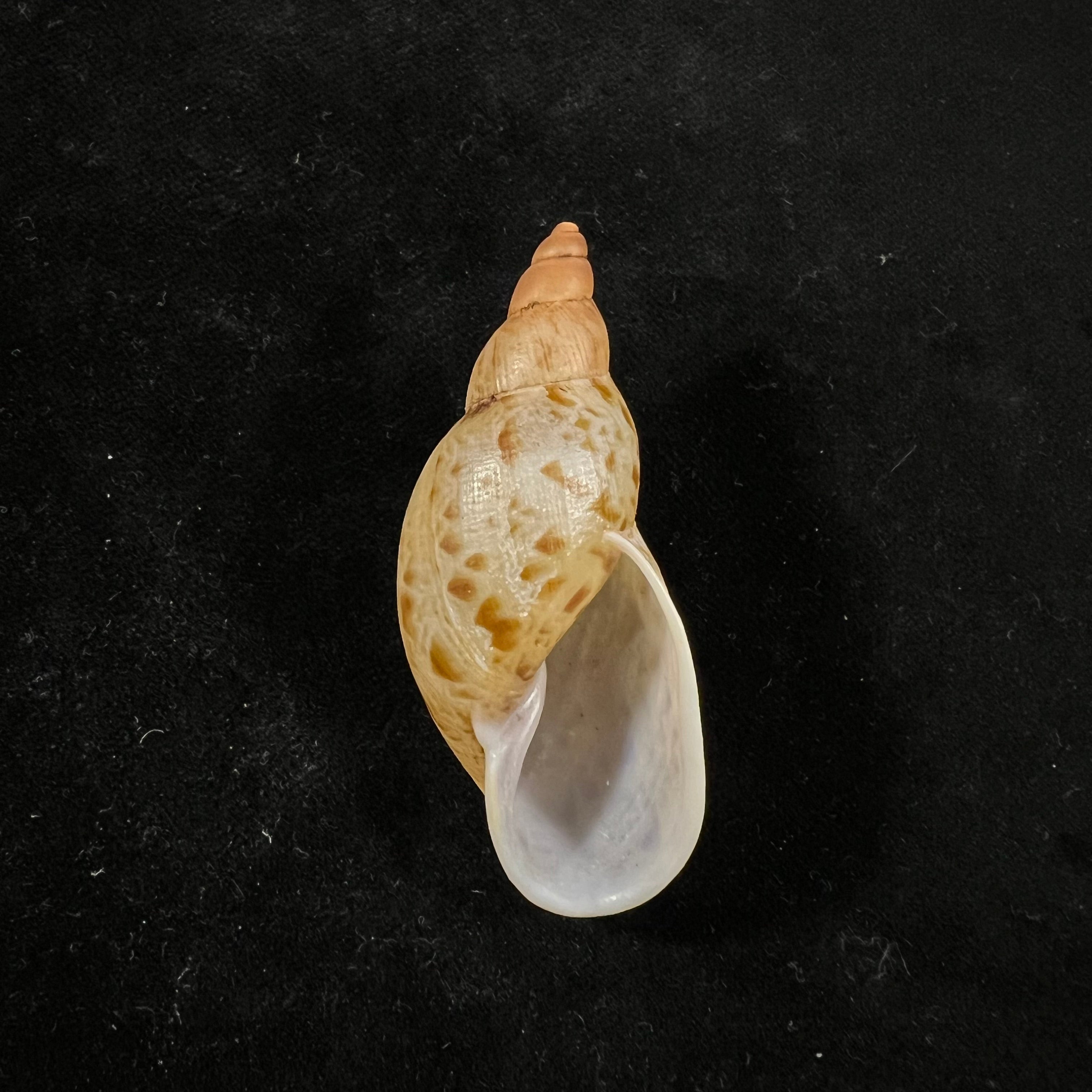 Eumecostylus hargravesi (JC Cox, 1871) - 57,1毫米