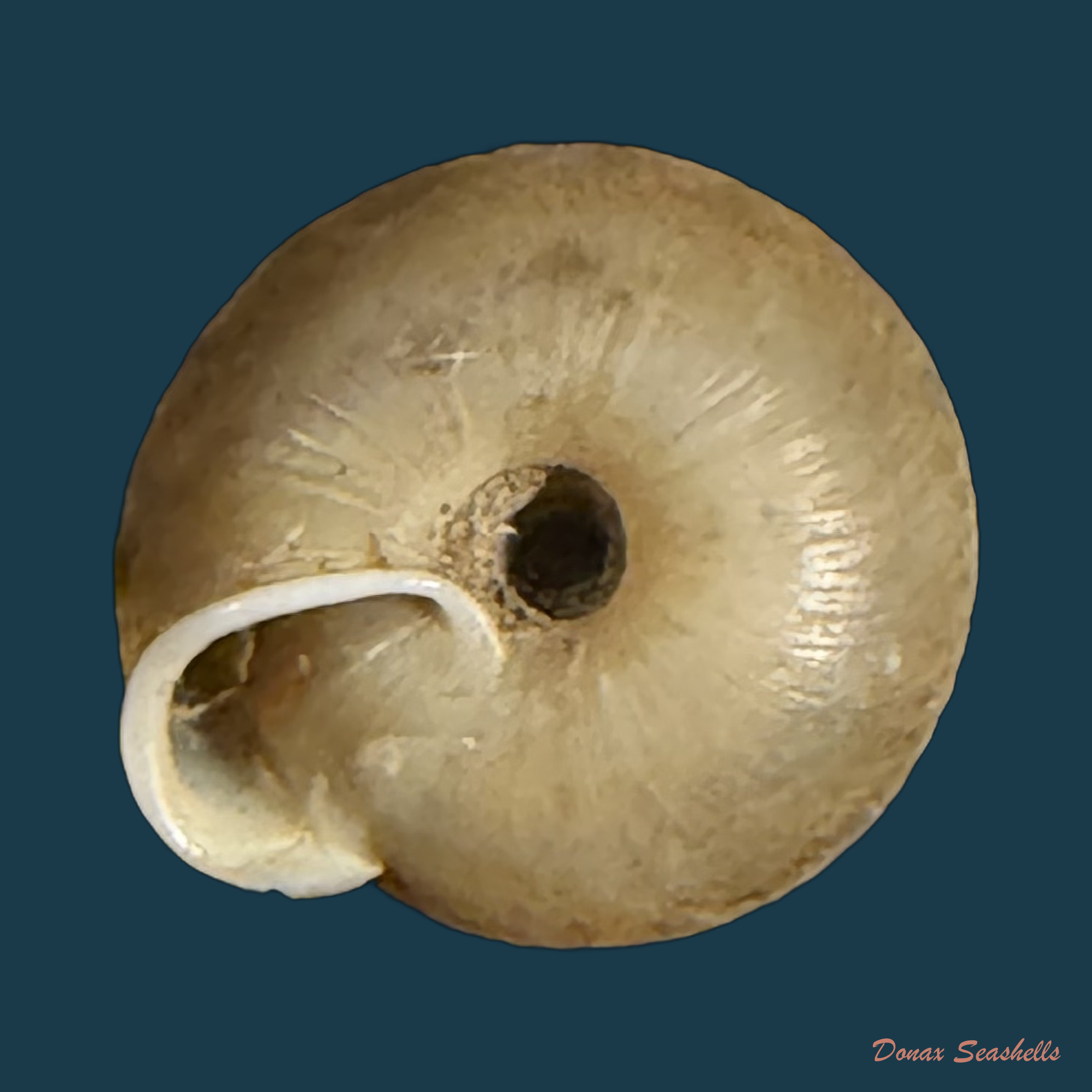 Lindholmiola lens (Ferussac, 1821) - 12,2mm