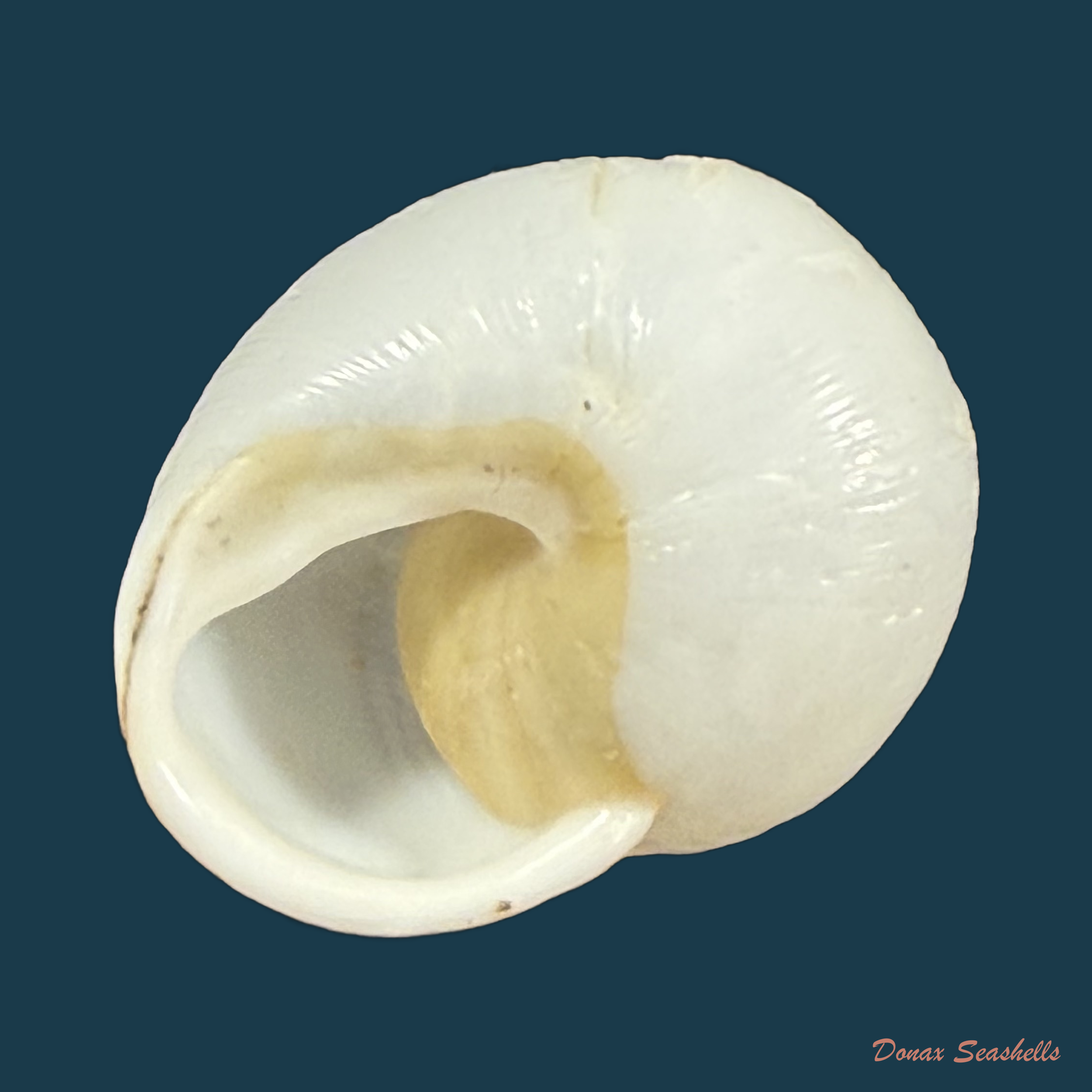 Zachrysia guanensis leucozoa C.G. Aguayo & M.L. Jaume, 1954 - 25mm