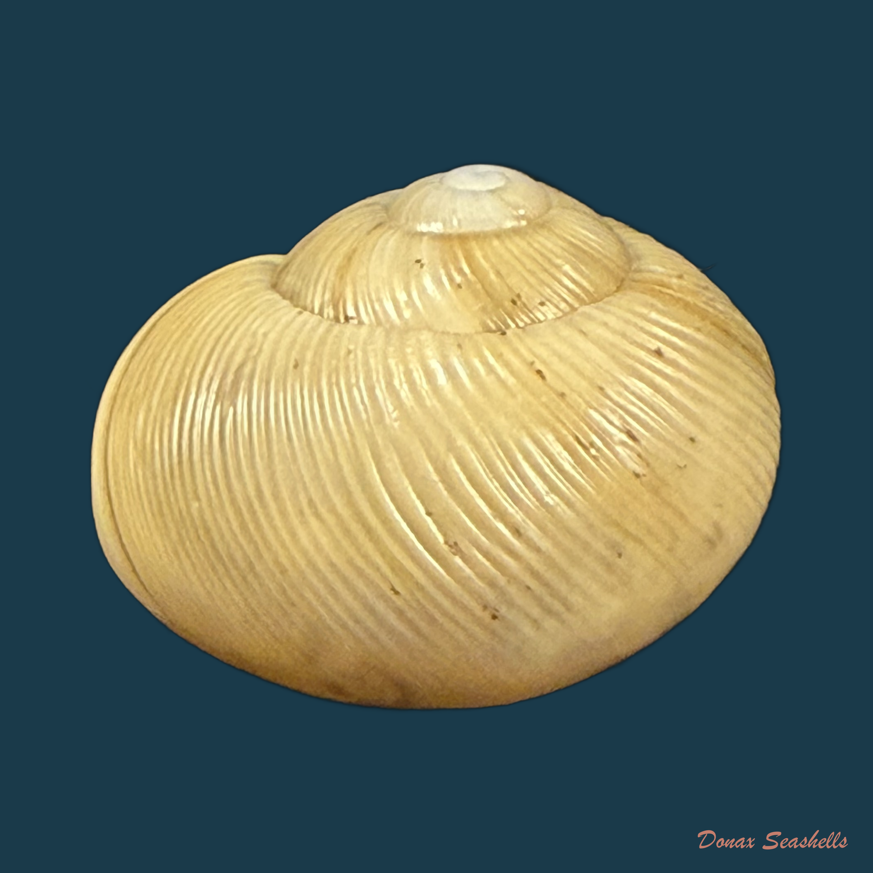 Zachrysia guanensis leucozoa C.G. Aguayo & M.L. Jaume, 1954 - 26mm