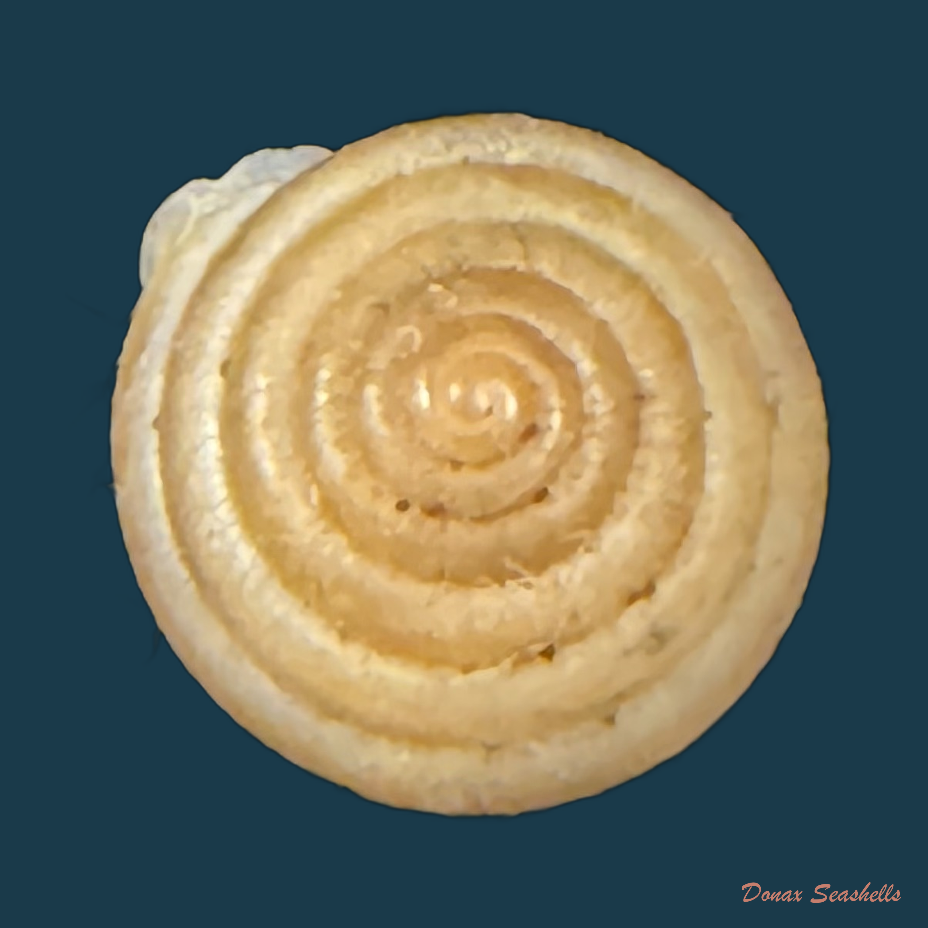 Perforatella bidentata (Gmelin, 1791) - 7,2mm