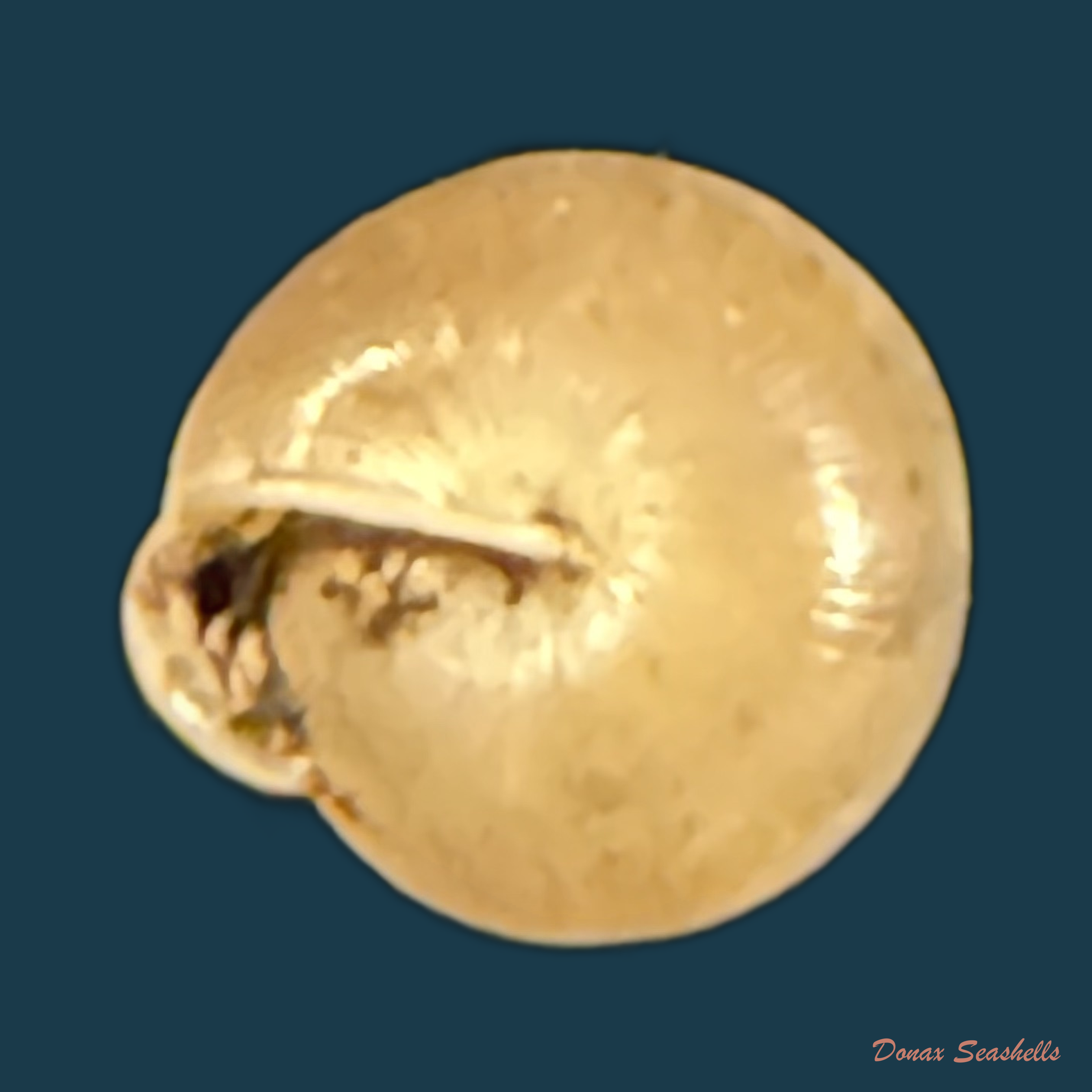 Perforatella bidentata (Gmelin, 1791) - 7,2mm