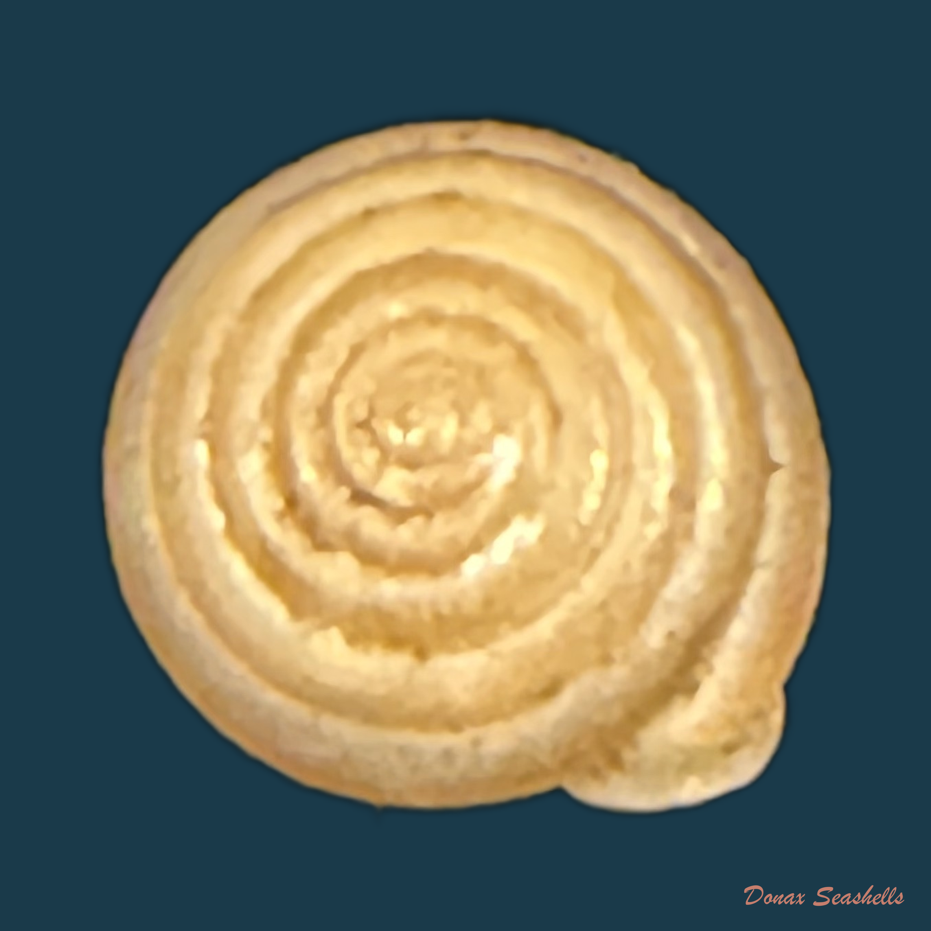 Perforatella bidentata (Gmelin, 1791) - 7,3mm