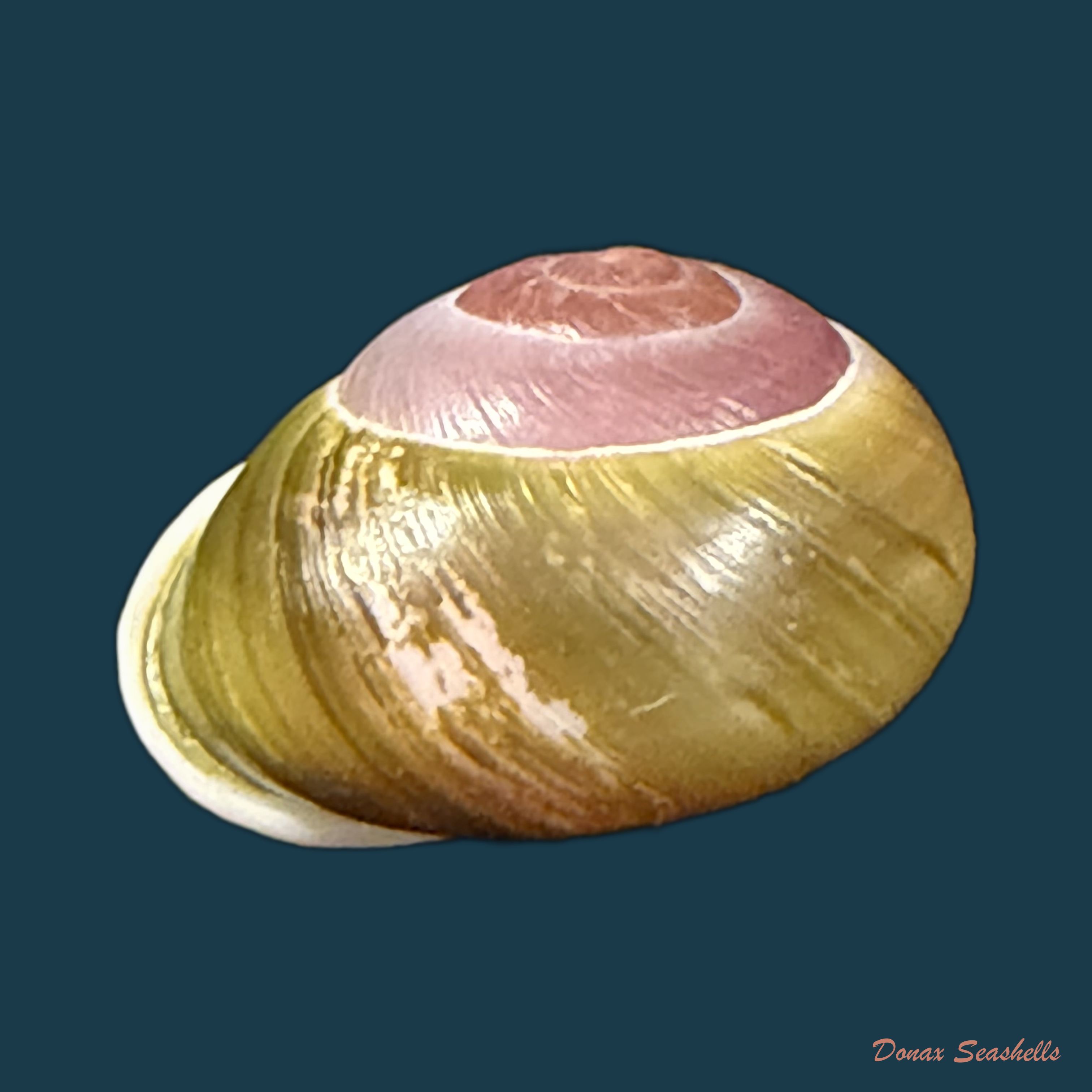 Emoda sagraiana percrassa Aguayo & Jaume, 1954 - 29,2mm