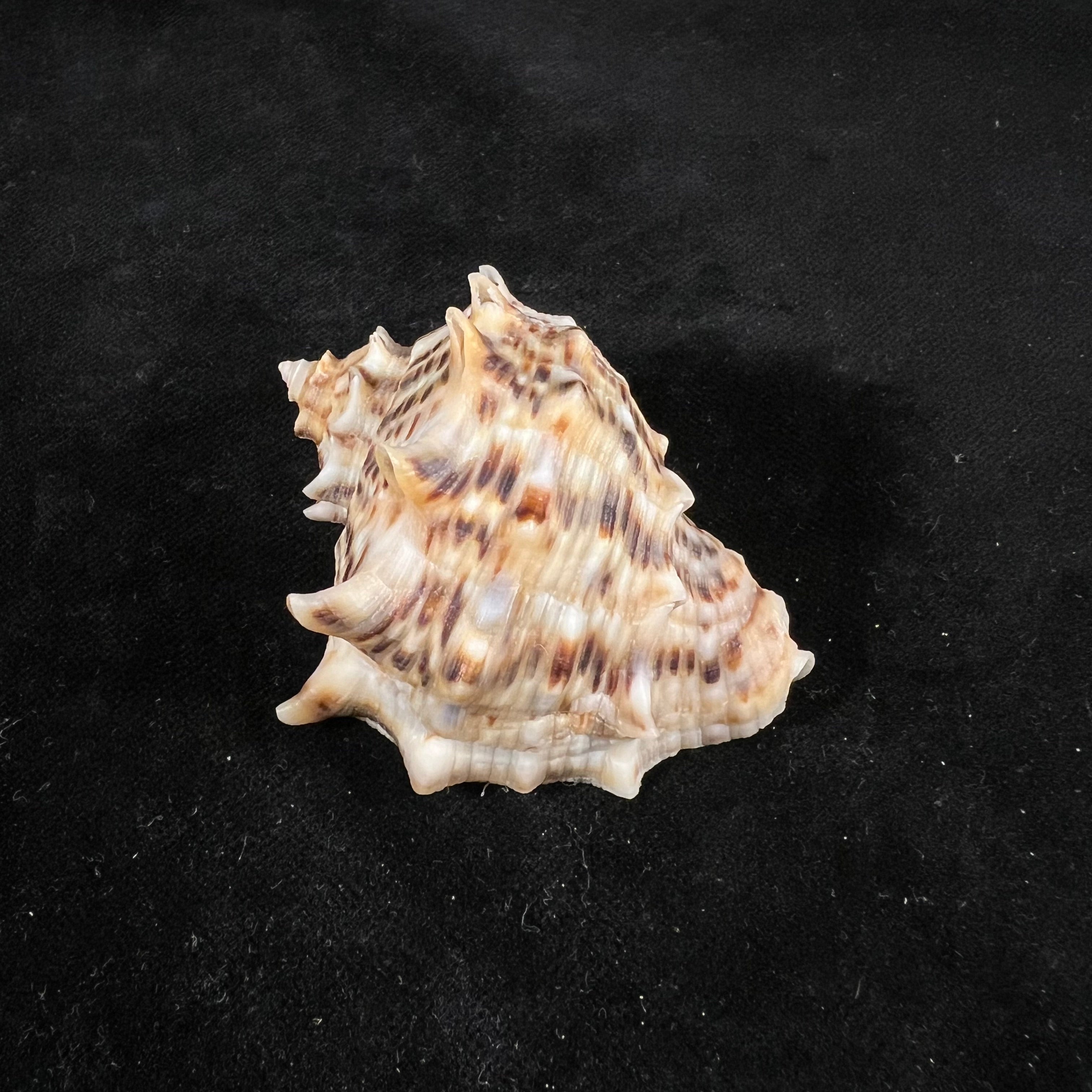 Rapana venosa f. pechiliensis (Valenciennes, 1846) - 59,4mm