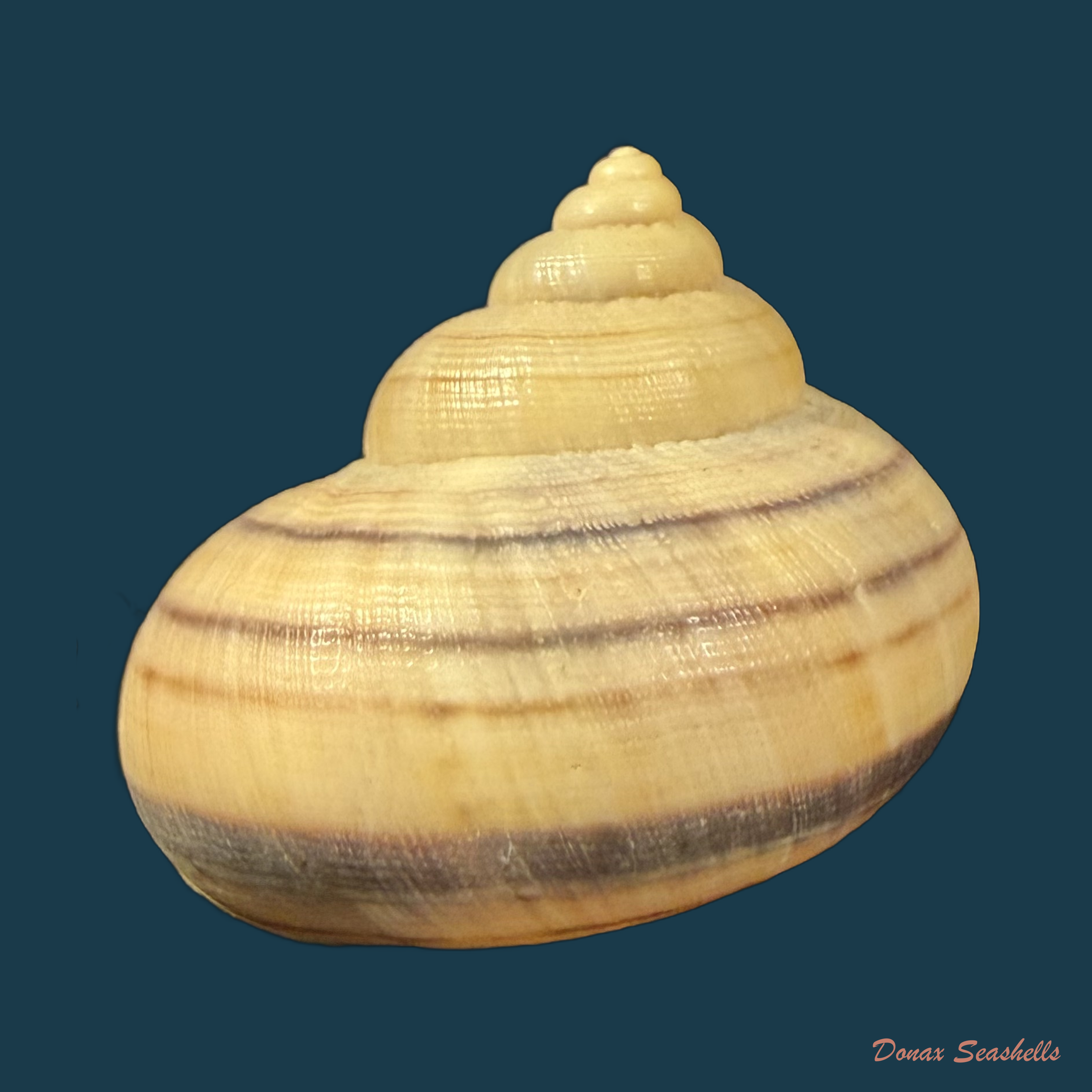 Tropidophora tricarinata var. consanguinea (G. B. Sowerby III, 1874) - 32,7mm