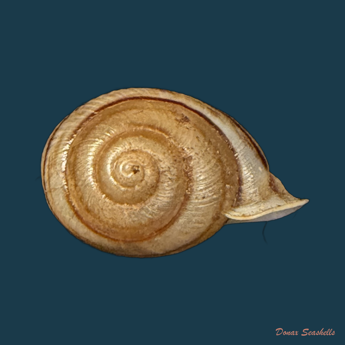 Tomigerus clausus Spix, 1827 - 14,7mm (Cópia)