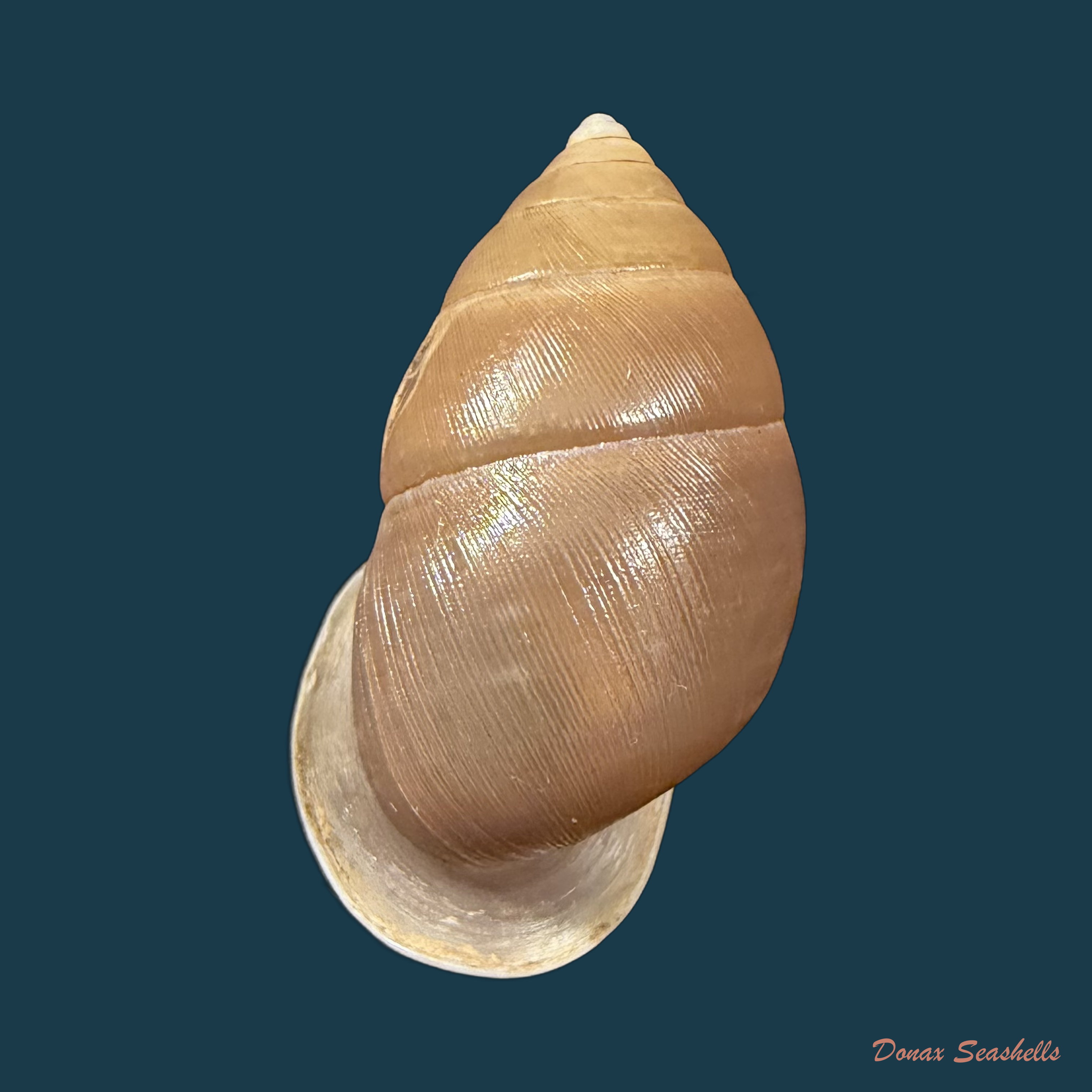 Euryptyxis latireflexa (Reeve, 1849) - 29,2mm