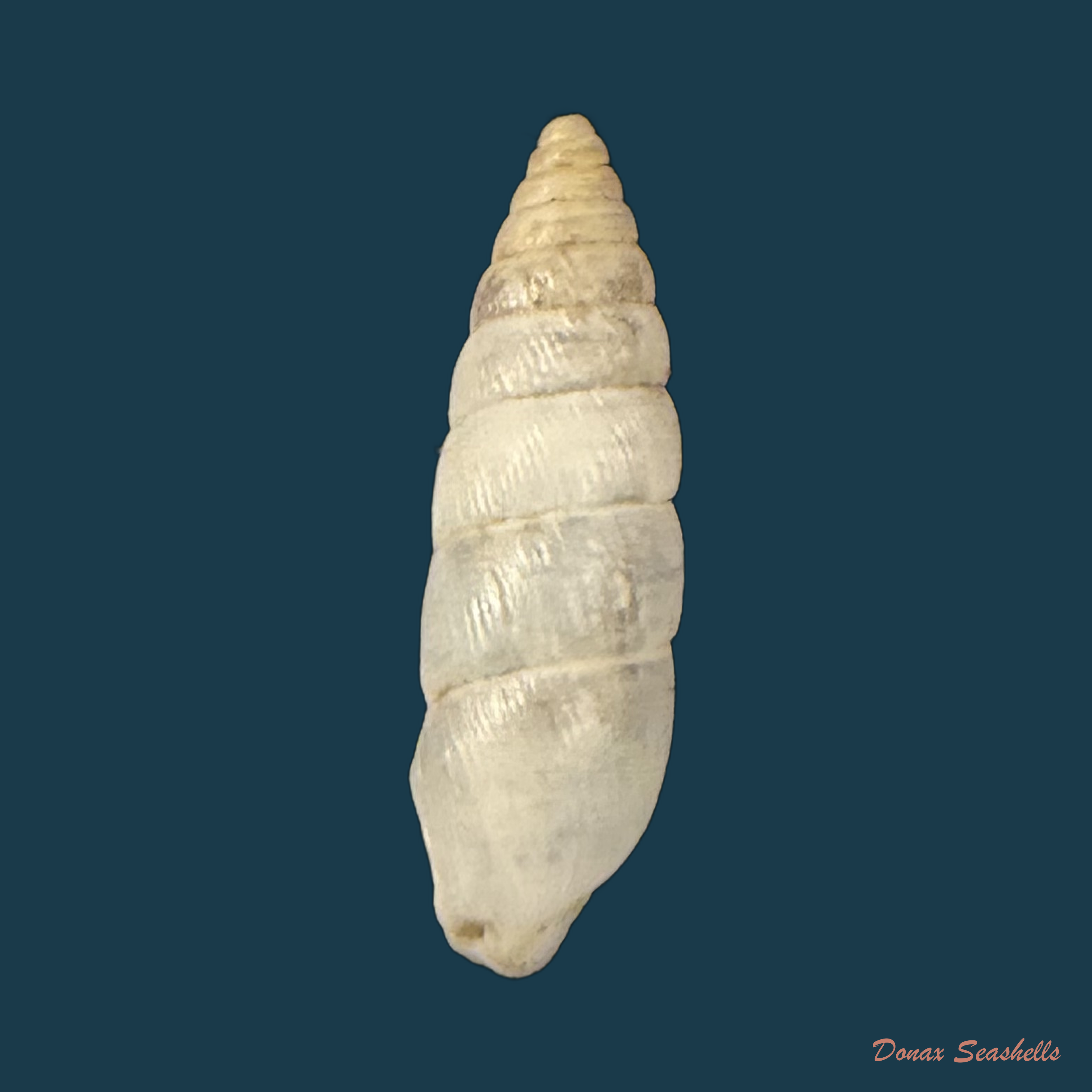Clessinia kuhnholtziana (Crosse, 1870) - 17mm