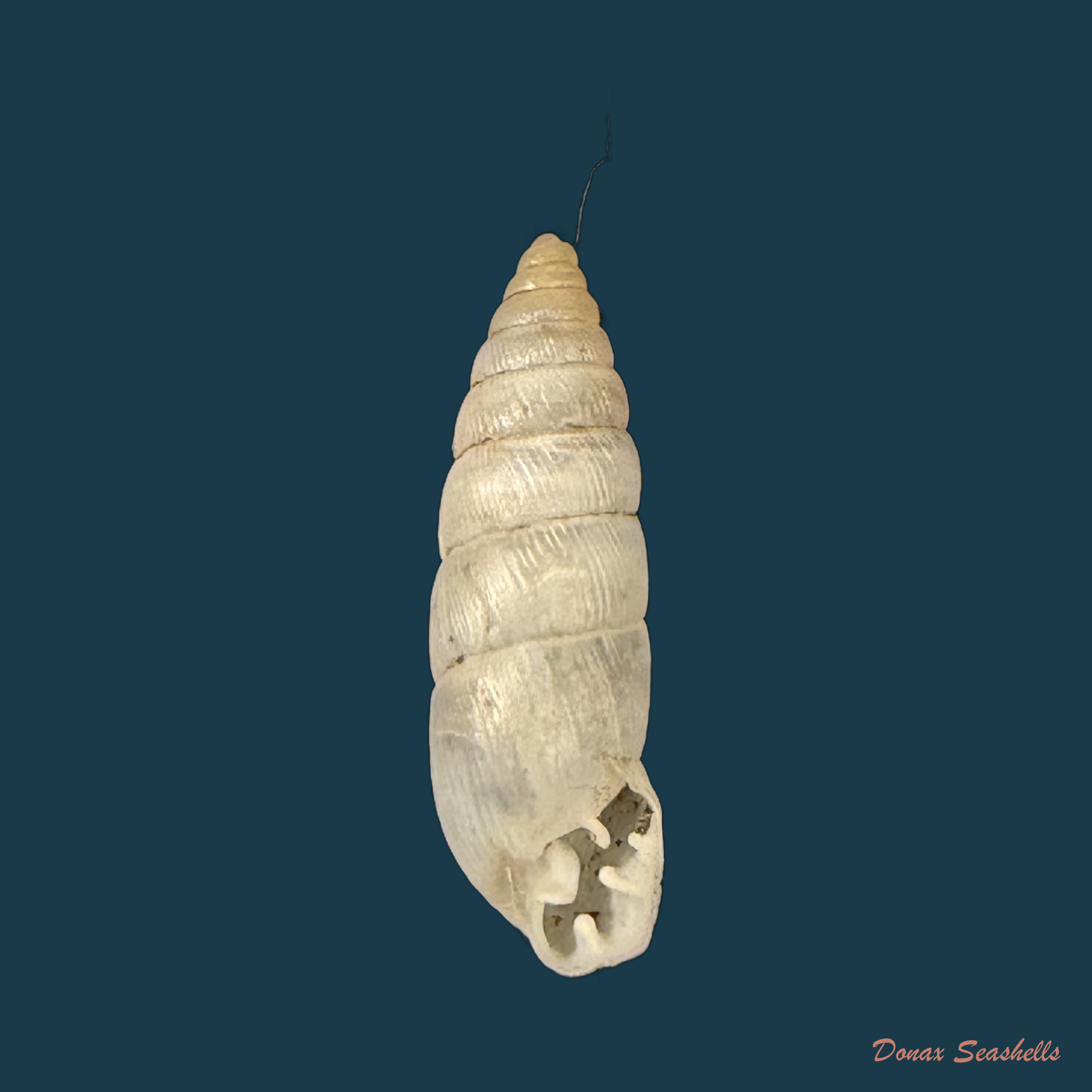 Clessinia kuhnholtziana (Crosse, 1870) - 17mm