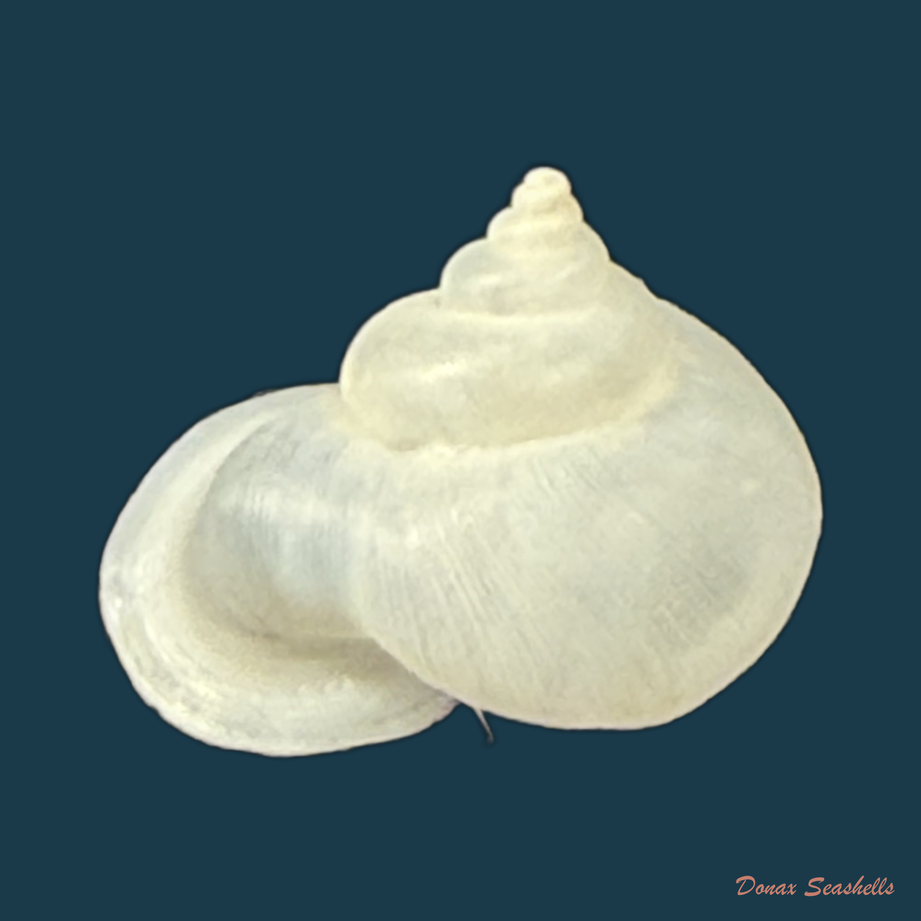 Stomacosmethis somnueki (Panha & Patamakanthin, 2001) - 12,3mm