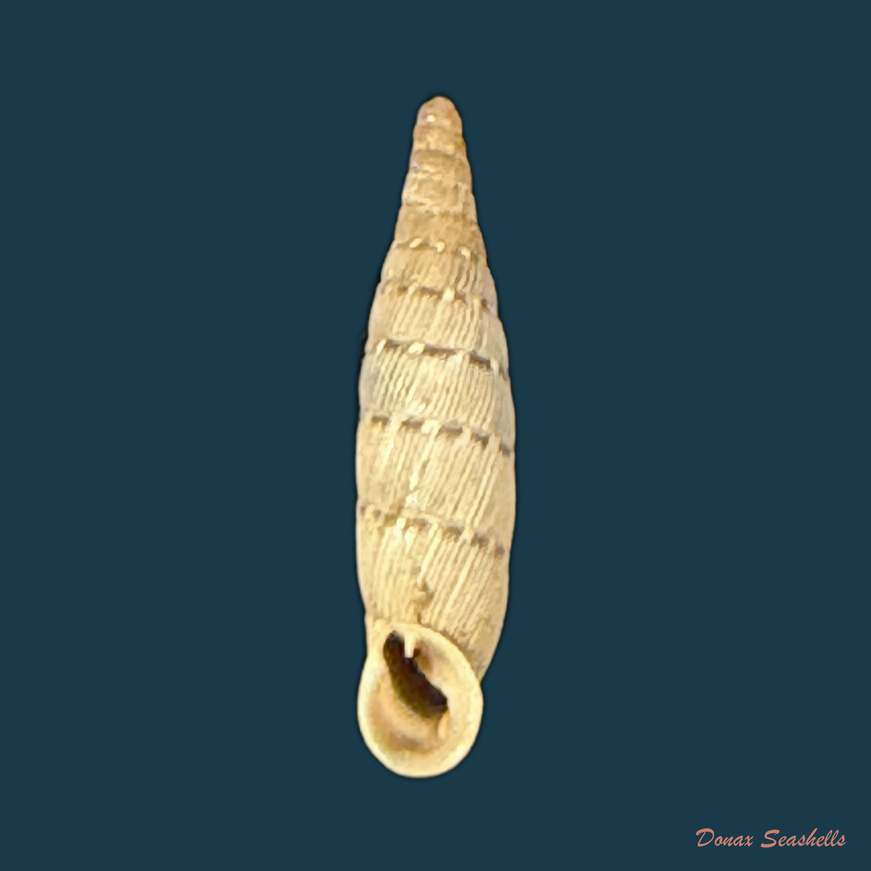 Papillifera bidens affinis (Philippi, 1836) - 15mm (Cópia)