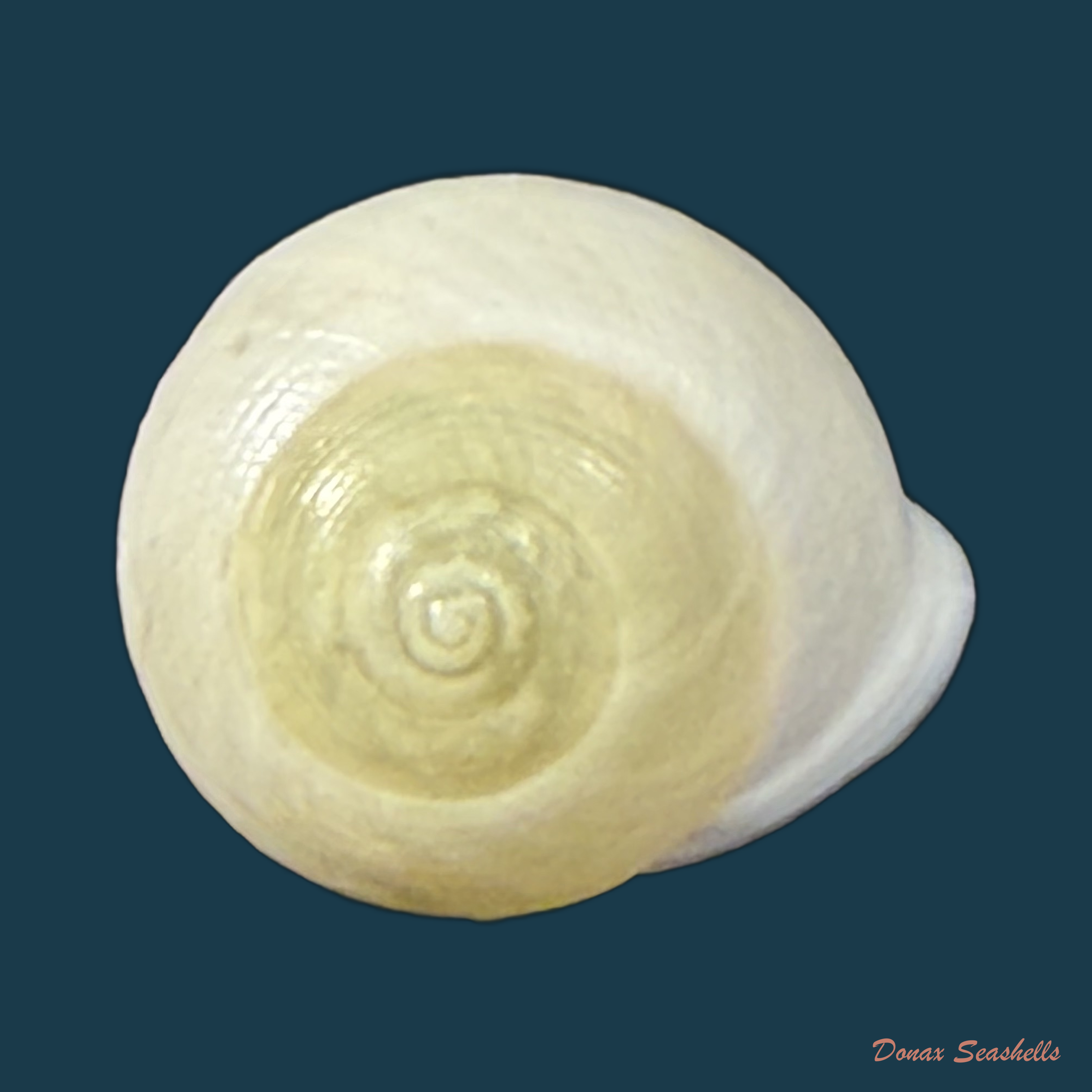 Helicina variabilis unicolor J.A. Wagner, 1827 - 12,6mm