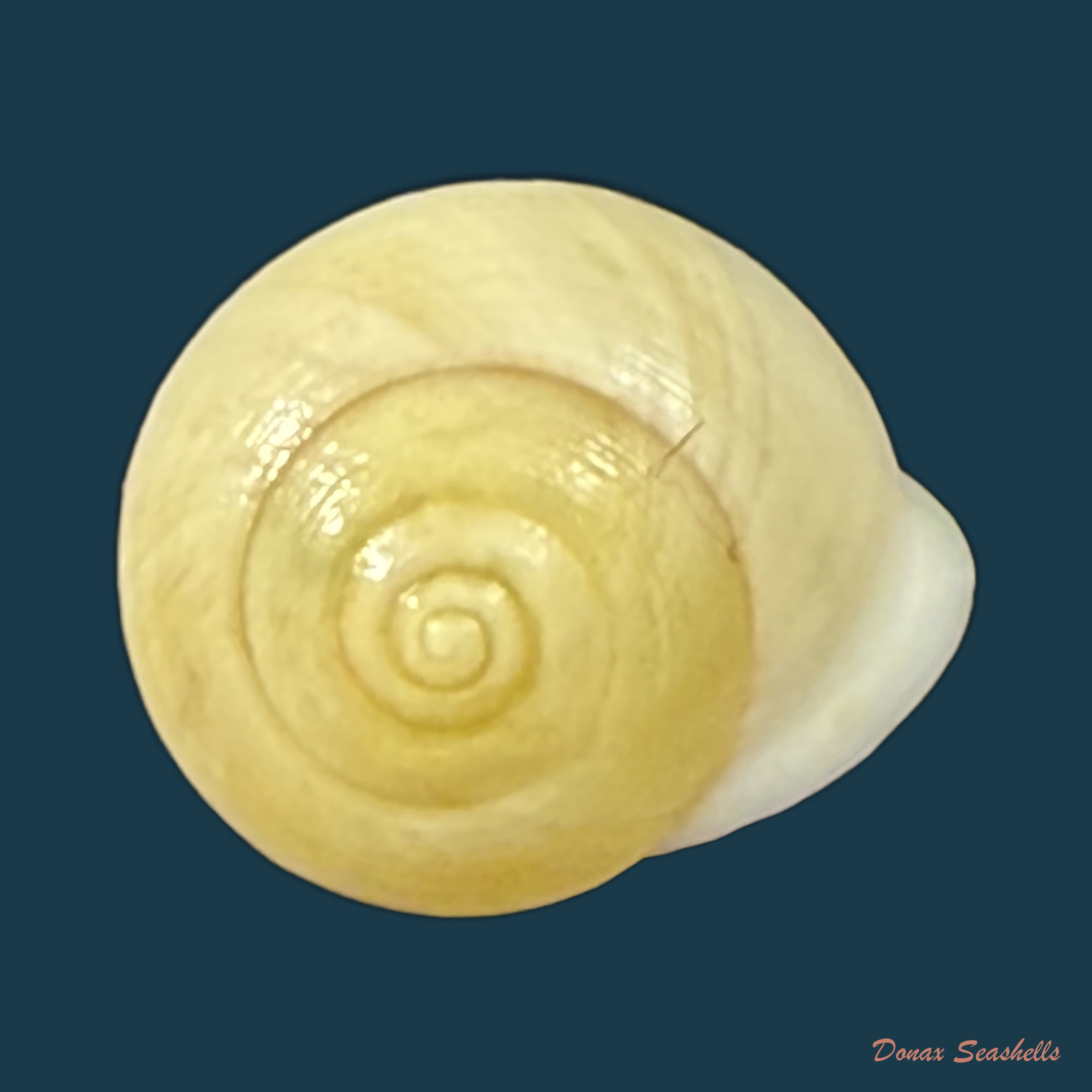 Helicina variabilis unicolor J.A. Wagner, 1827 - 11,4mm