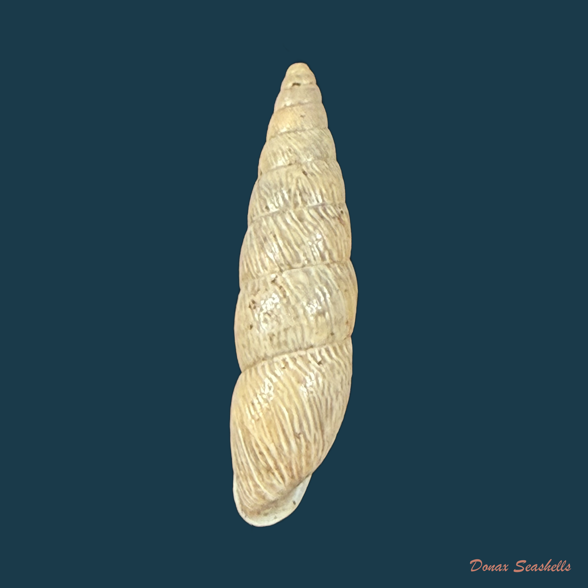 Bahiensis neglectus (L. Pfeiffer, 1847) - 19,3mm