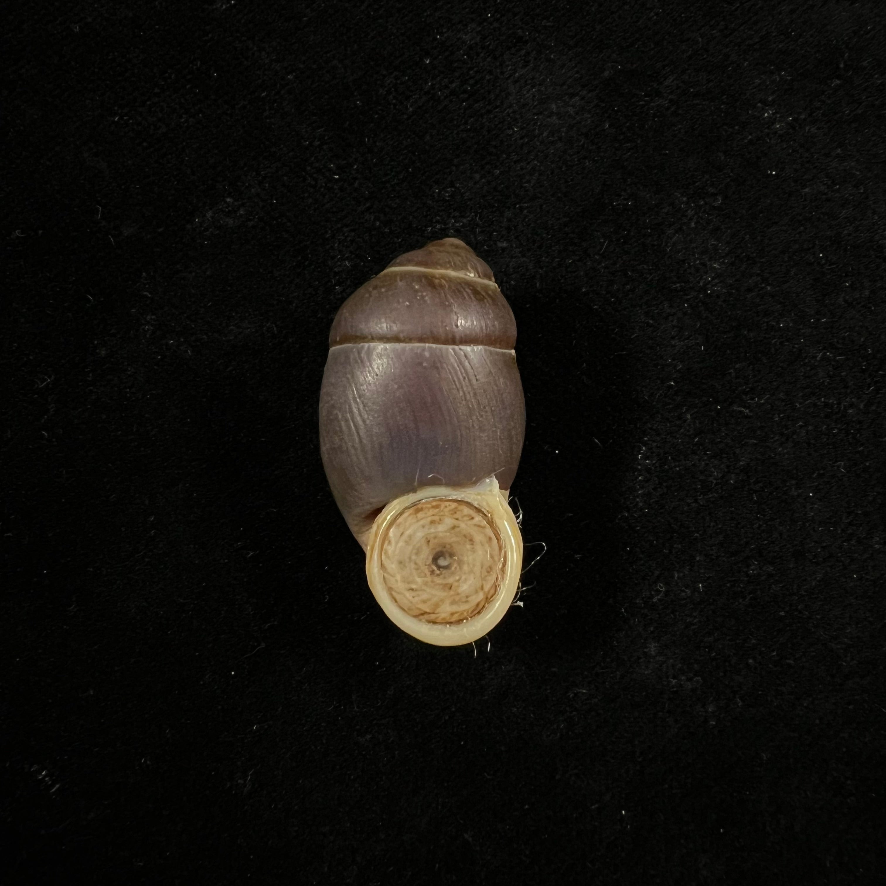 Pollicaria rochebruni (Mabille, 1887) - 32,7mm