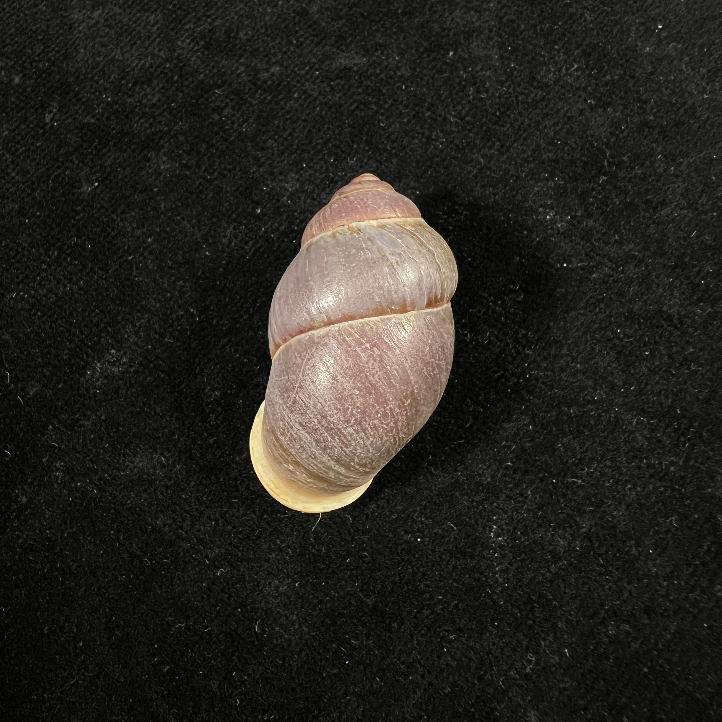 Pollicaria rochebruni (Mabille, 1887) - 36,3mm