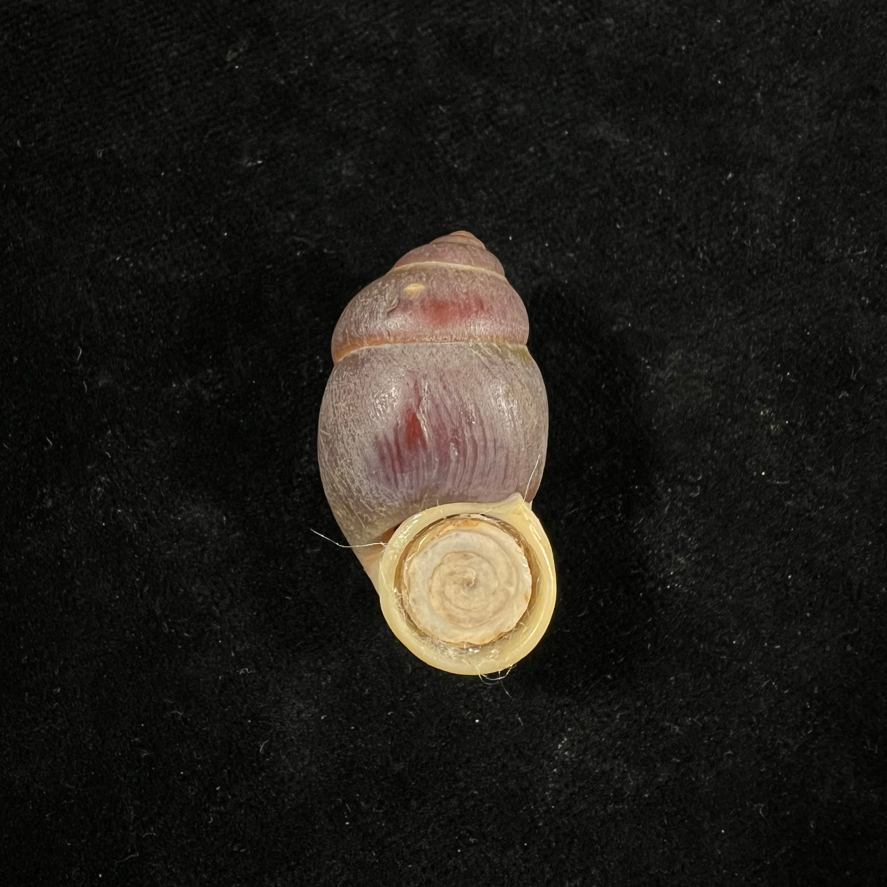 Pollicaria rochebruni (Mabille, 1887) - 36,3mm