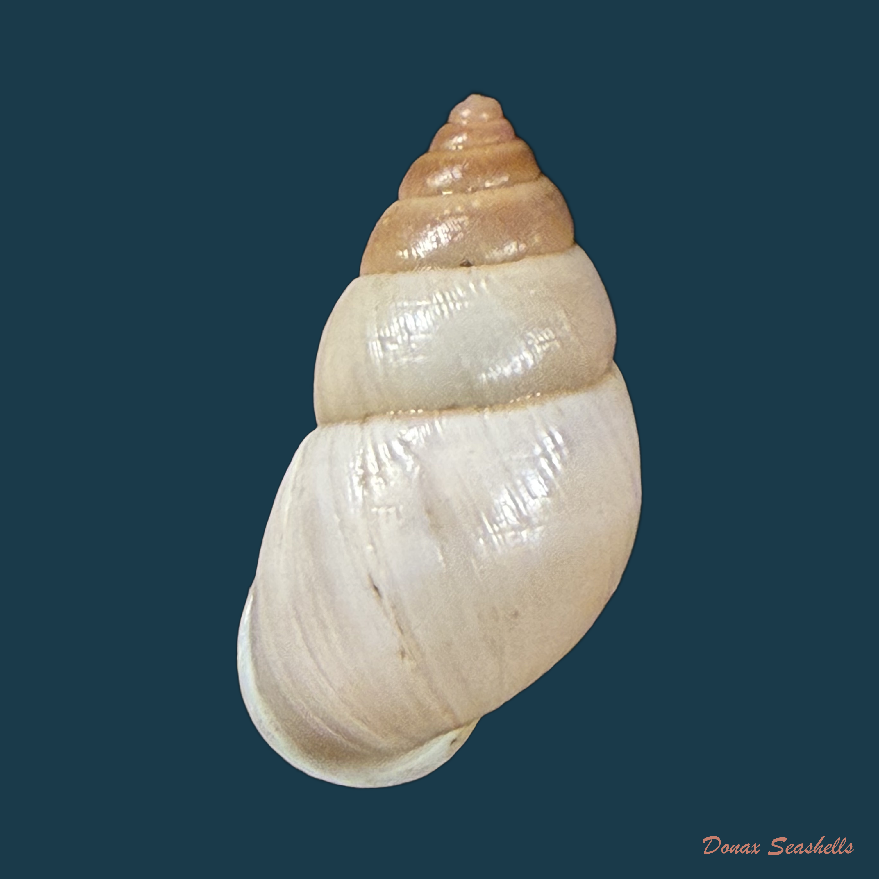Alterorhinus constrictus (L. Pfeiffer, 1841) - 23,7mm