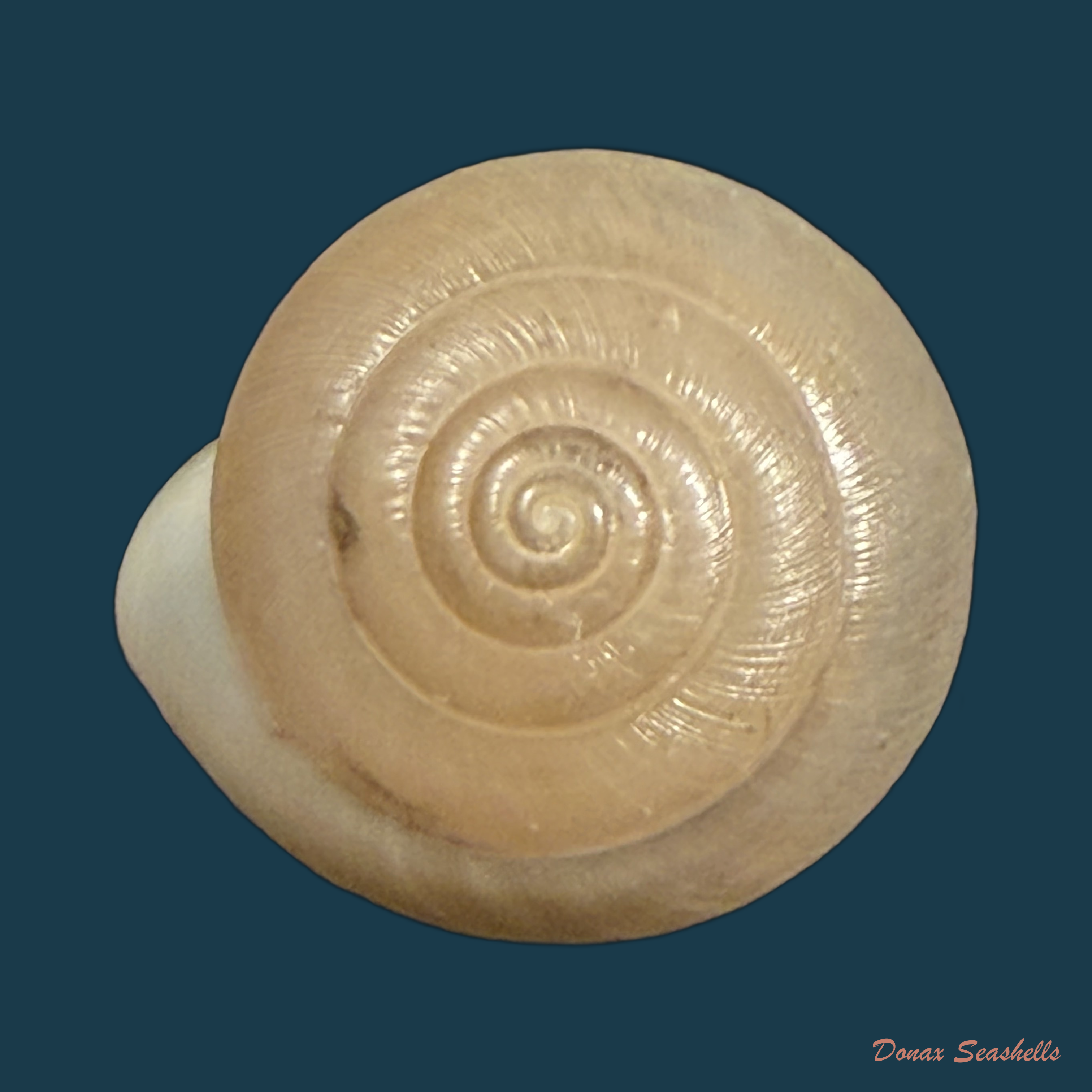 Elaphroconcha hageni (E. Weber, 1906) - 25,4mm