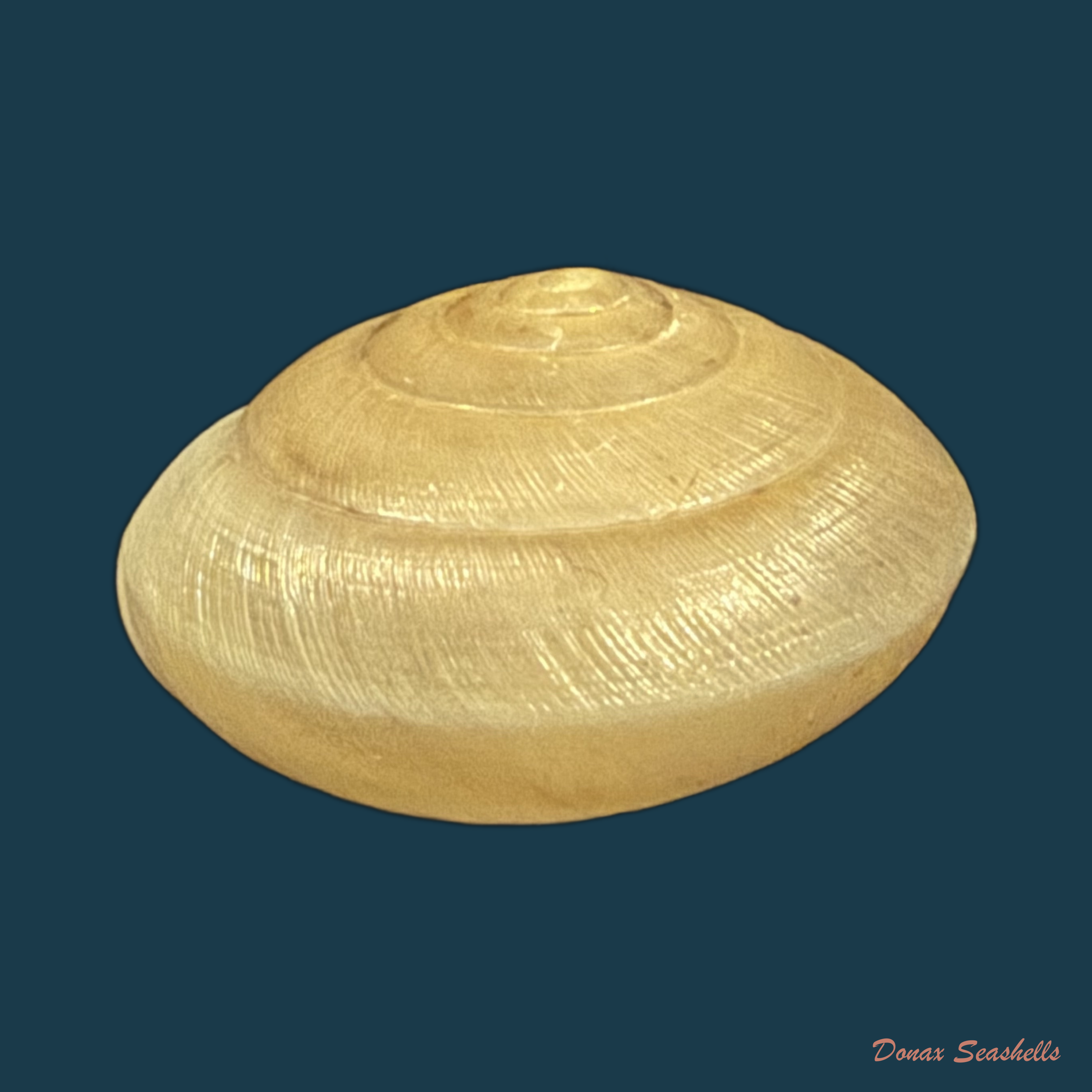 Elaphroconcha hageni (E. Weber, 1906) - 25,4mm