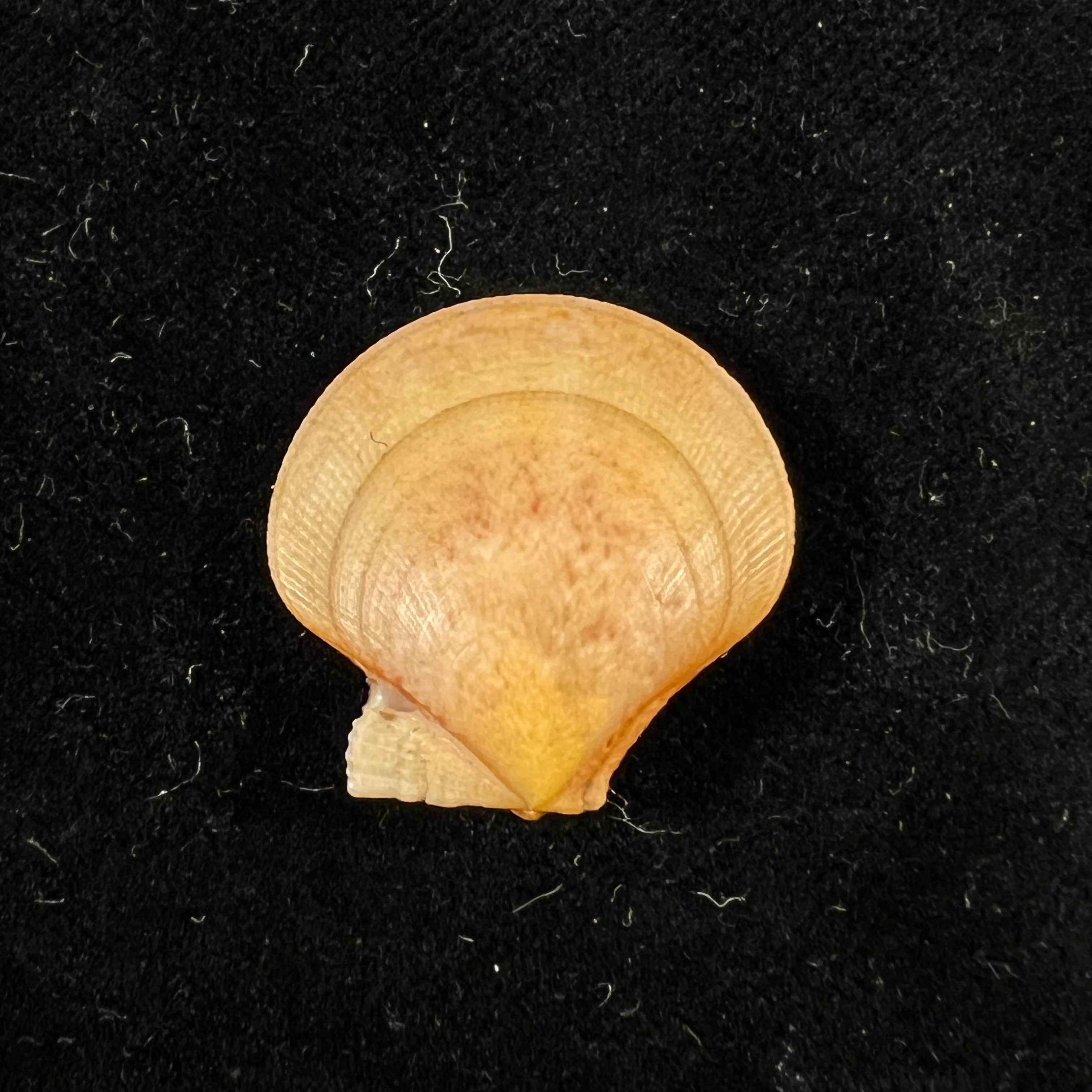 Palliolum Tigerinum (OF Müller, 1776) - 24,6mm