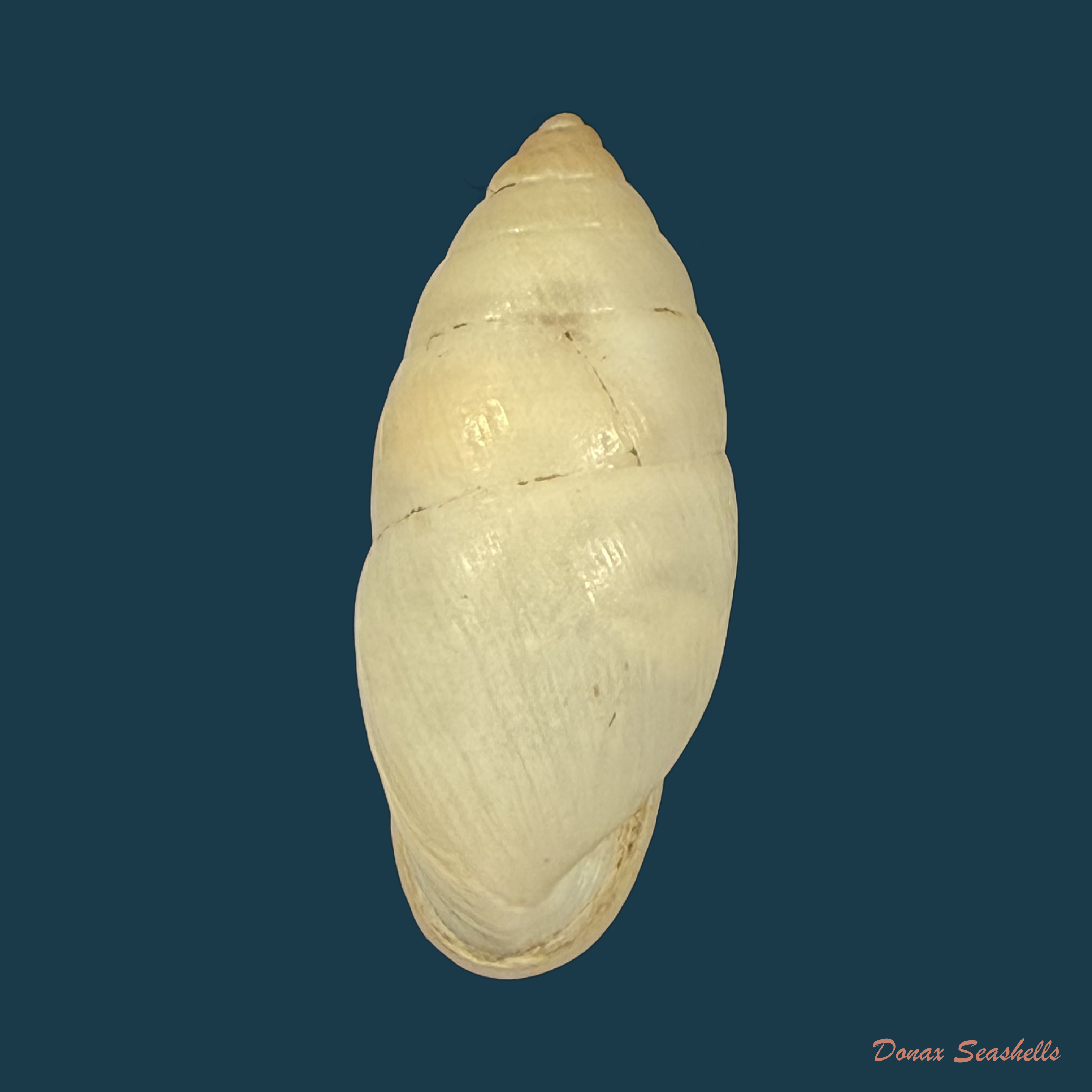 Plagiodontes denatus (W. Wood, 1828) - 20,4mm