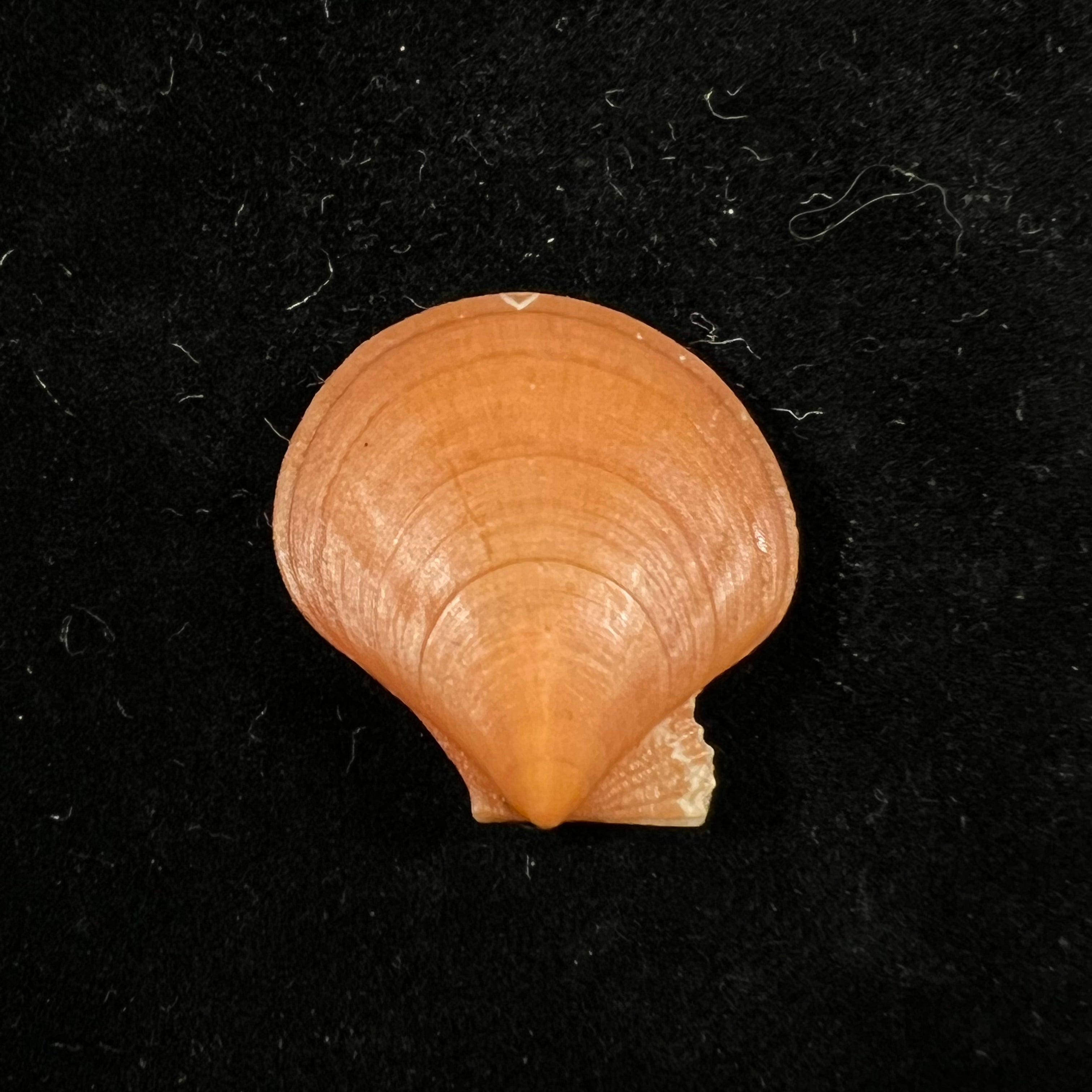 Palliolum Tigerinum (OF Müller, 1776) - 26,6mm