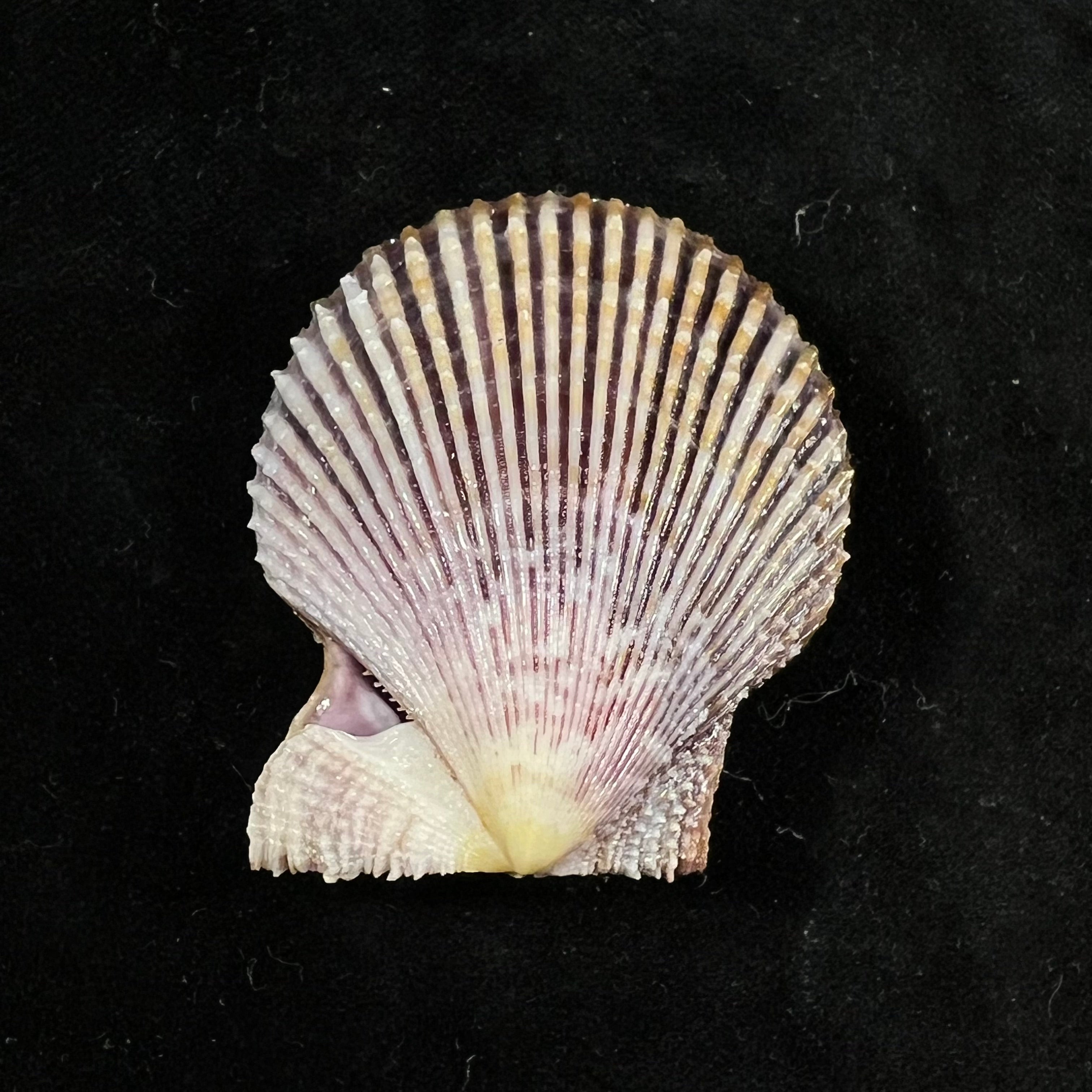 Mimachlamys varia (林奈, 1758) - 48,2mm