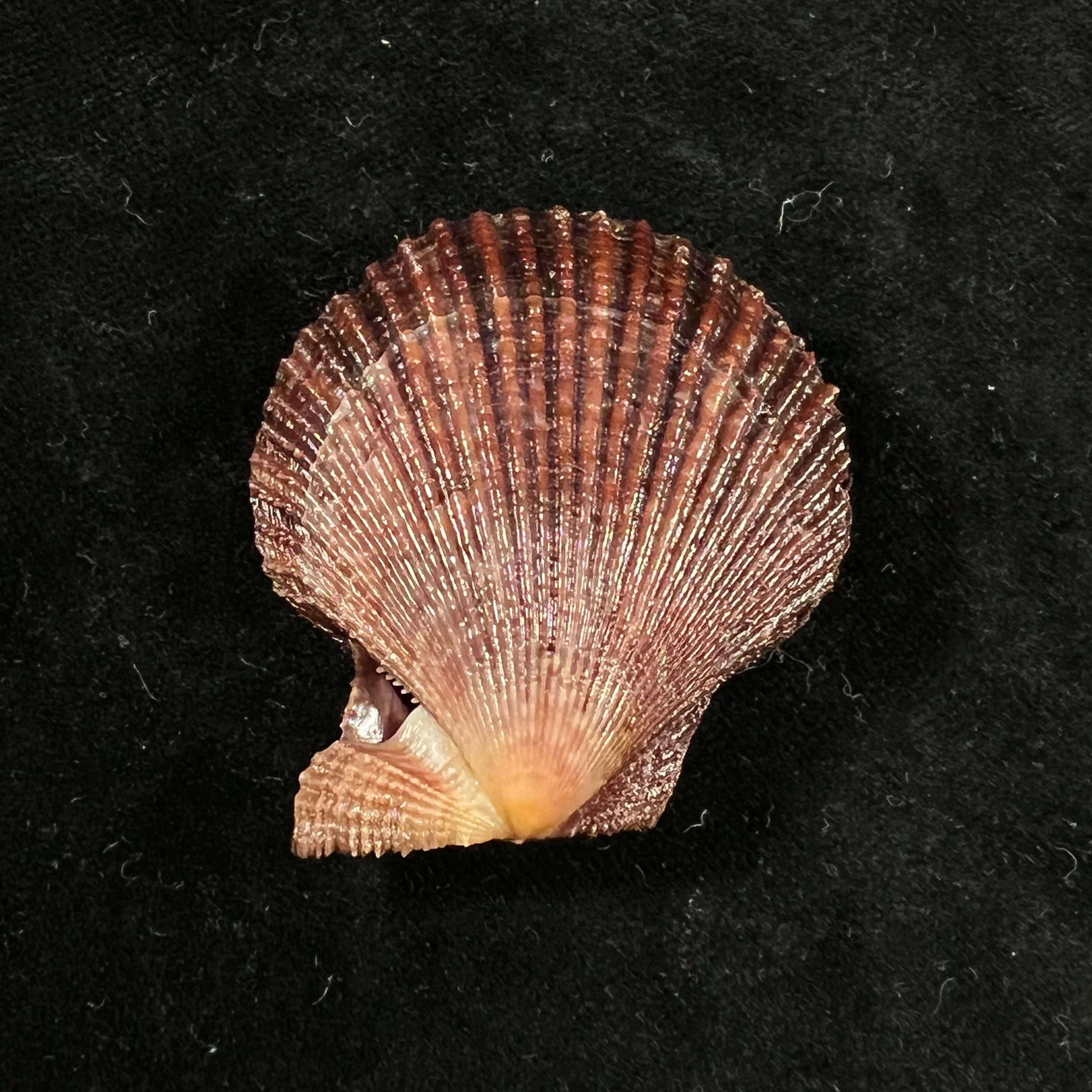 Mimachlamys varia (林奈, 1758) - 45,1mm