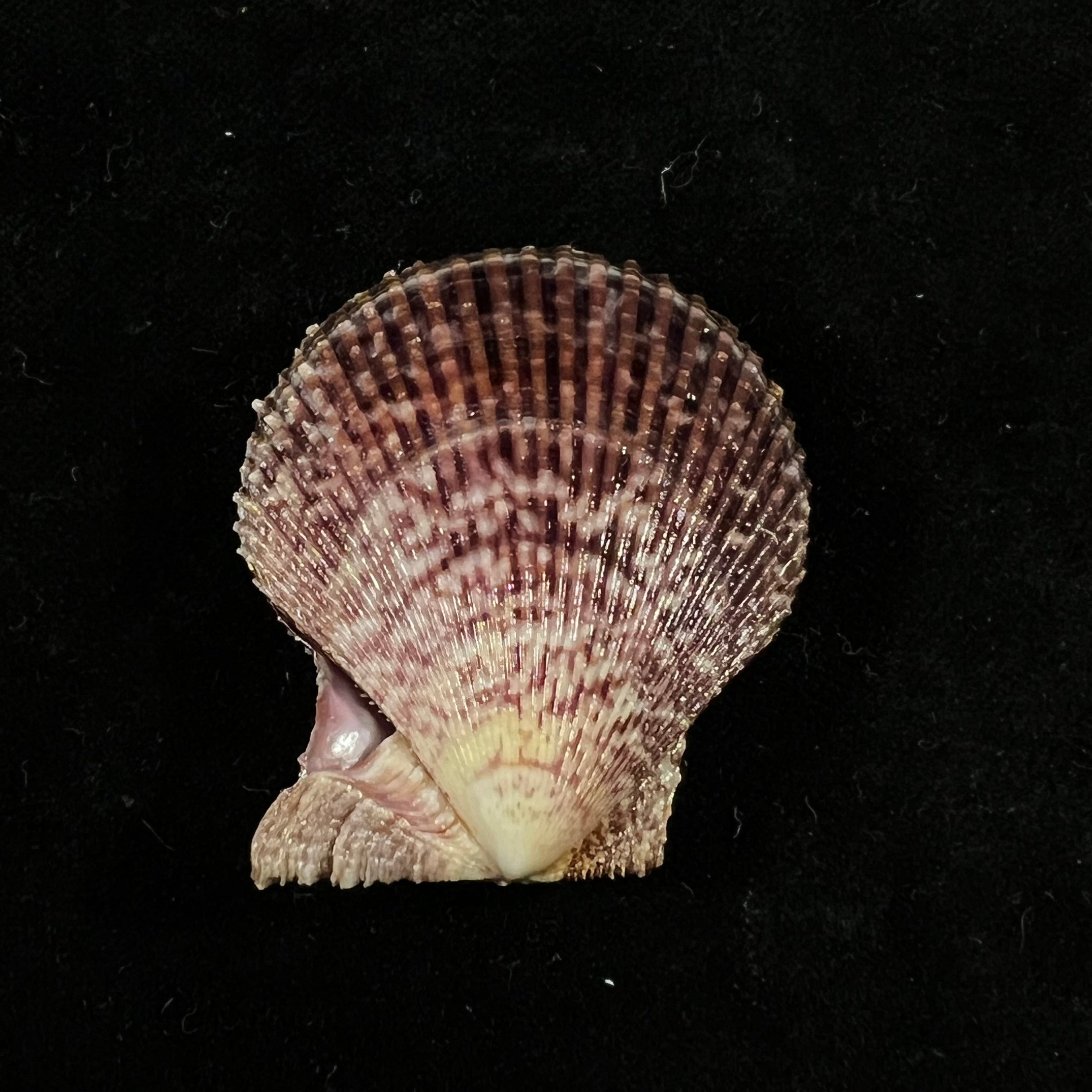 Mimachlamys varia (林奈, 1758) - 45mm