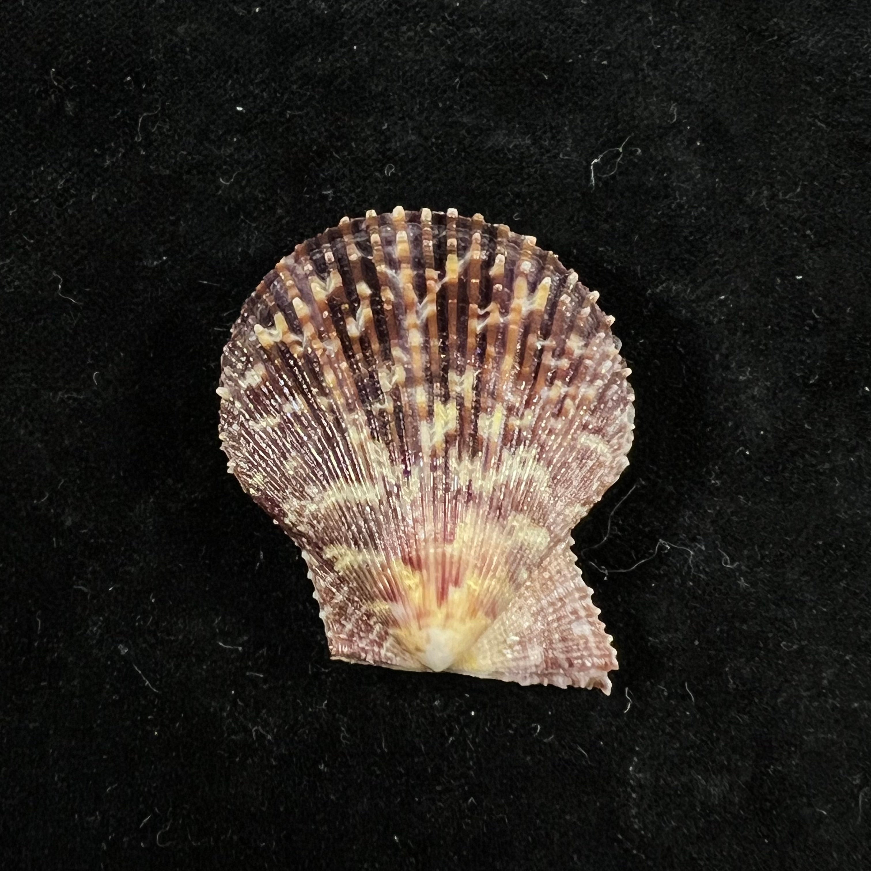 Mimachlamys varia (林奈, 1758) - 40,1mm