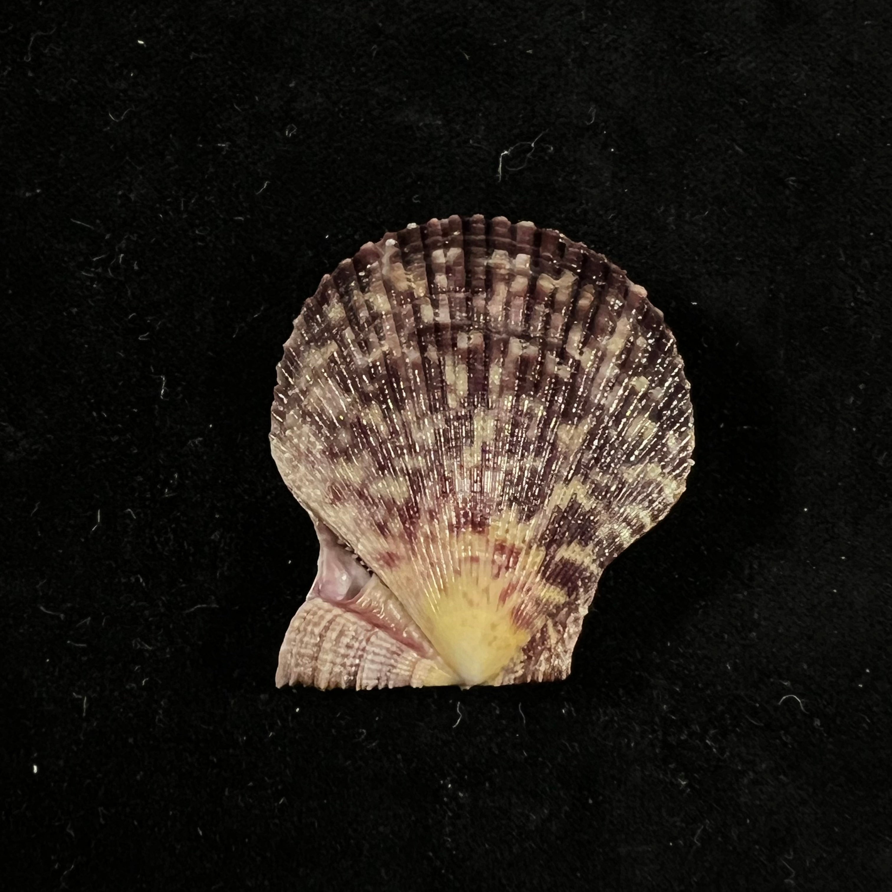 Mimachlamys varia (林奈, 1758) - 37,9mm