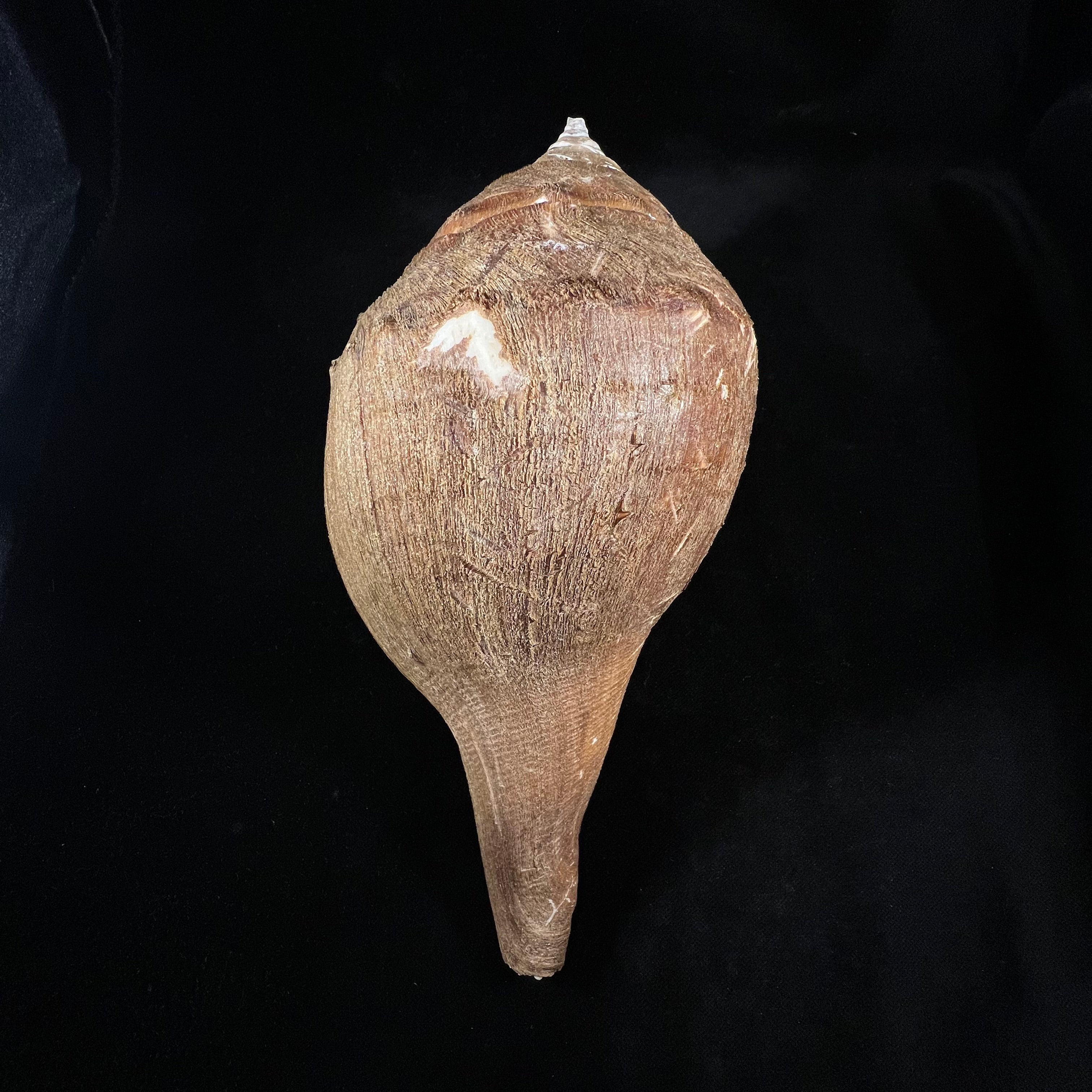 Turbinella pyrum(Linnaeus,1767)- 227,3毫米