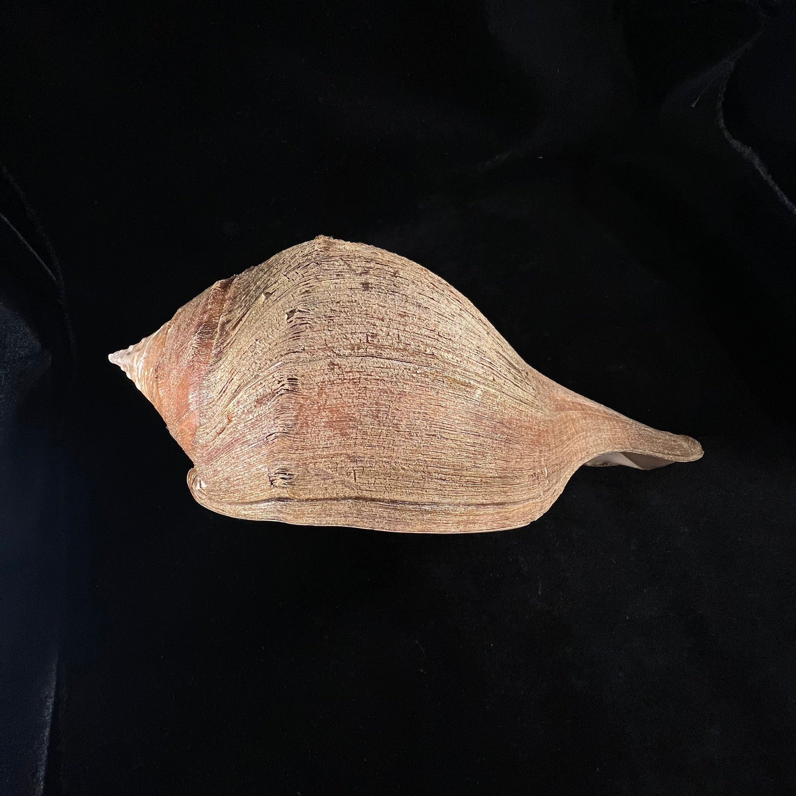Turbinella pyrum(Linnaeus,1767)- 227,3毫米
