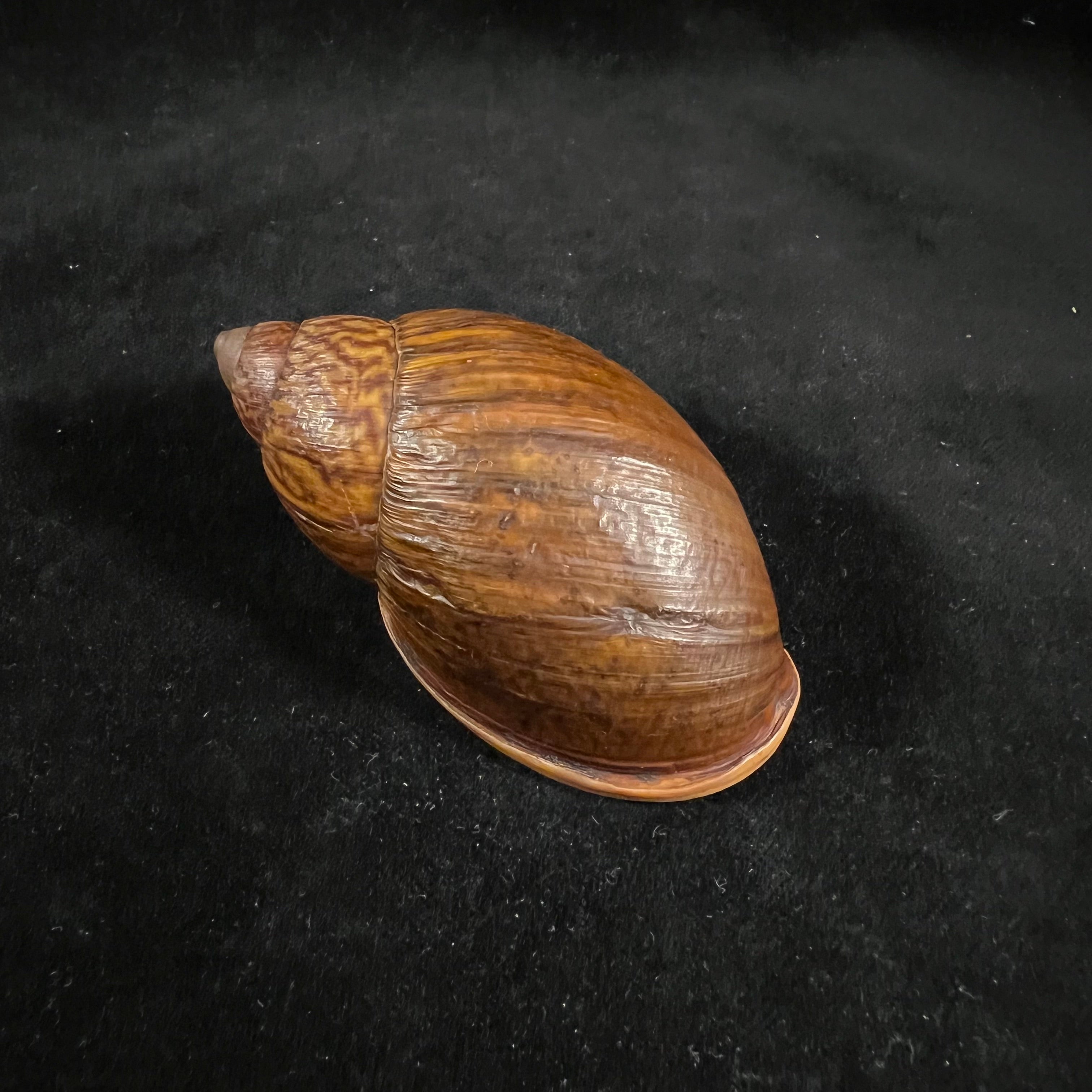 Dryptus moritzianus (L. Pfeiffer, 1847) - 78,1毫米