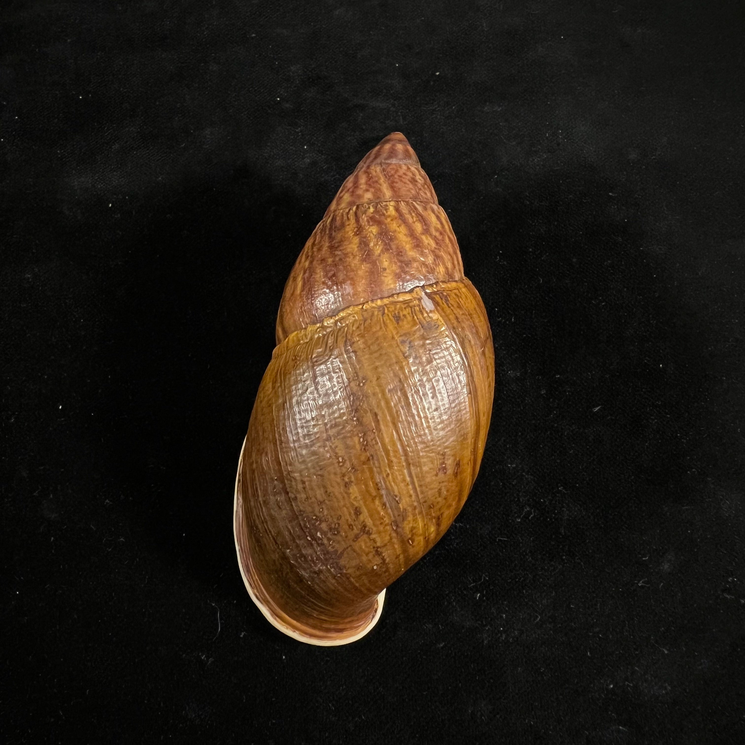 Dryptus pardalis (A. Férussac, 1821) - 103,2毫米